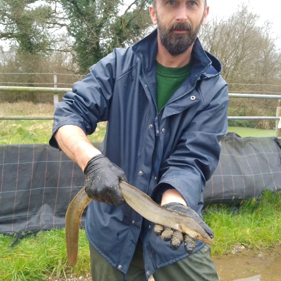 One of the biggest so far this week, they love watercress beds and thrive here....the generations will go back hundreds of years ...#eel #watercress #dorsetlife