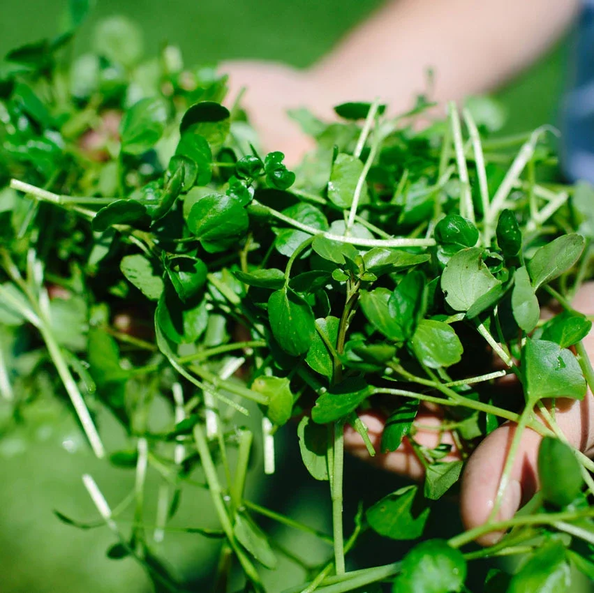 fresh-watercress-handful.webp (Copy) (Copy)