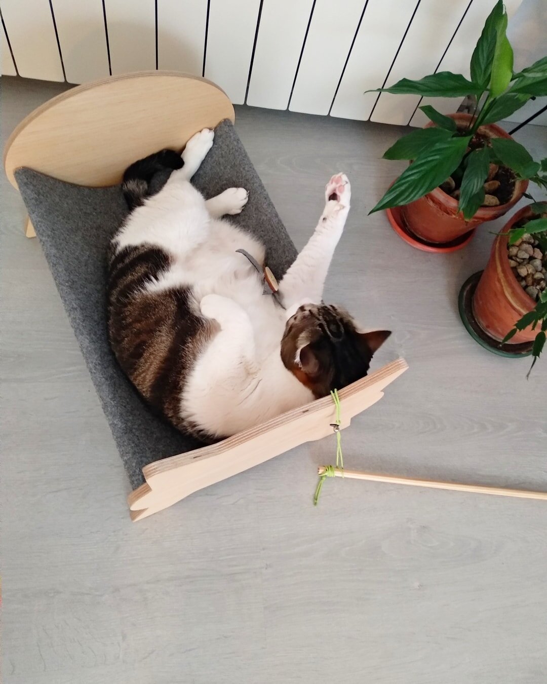 Molly is having a great time in his CATNAP bed with his HOCUS wand. What are you doing today? 😸😸😸
.
.
.
.
.
.
#cat #catsofinstagram #happy #home #friends #love #catlover #design #productdesign #designlovers #musthave #present #funnycats #funny #ga
