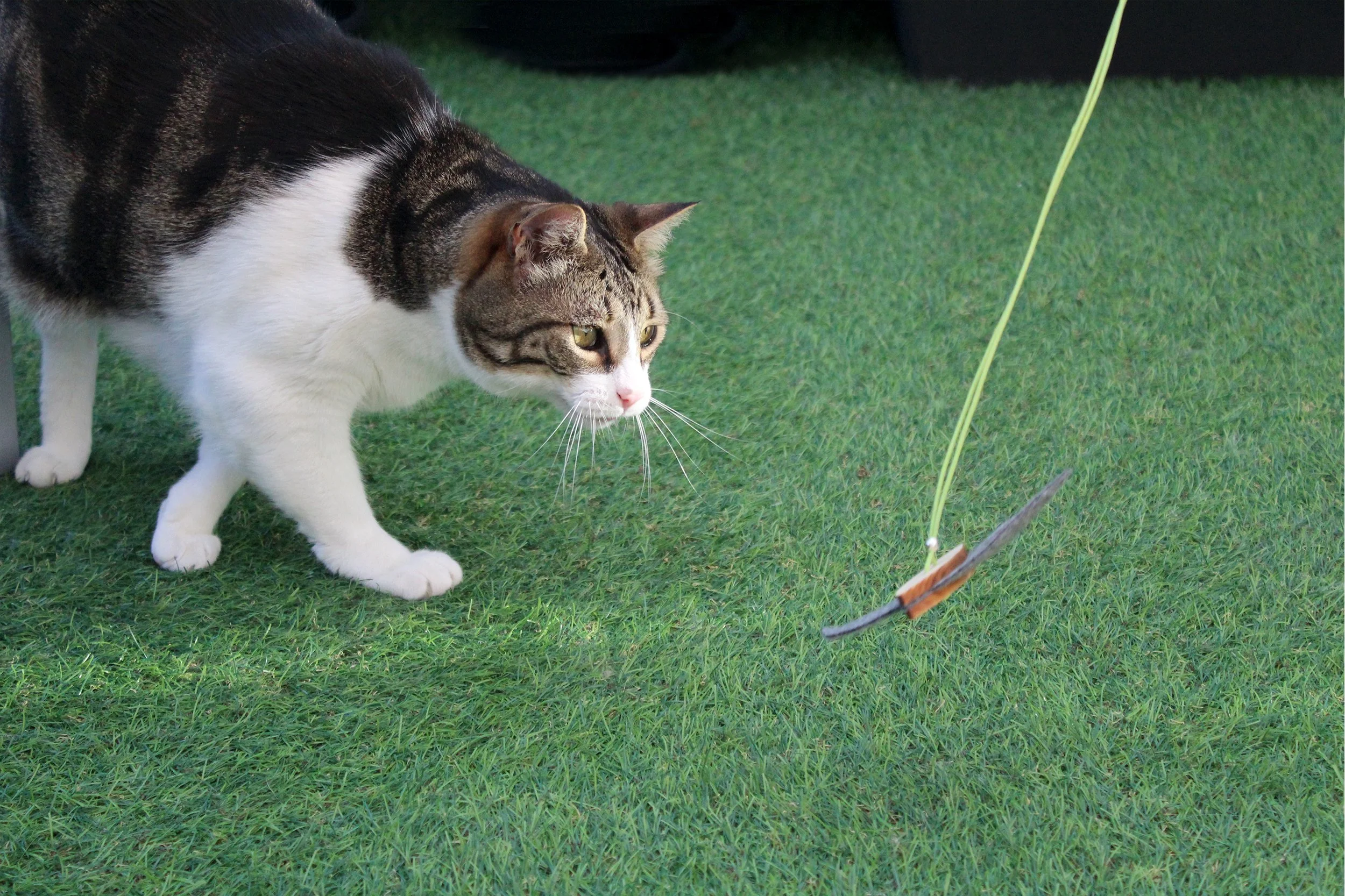 How to play with your cat with a wand