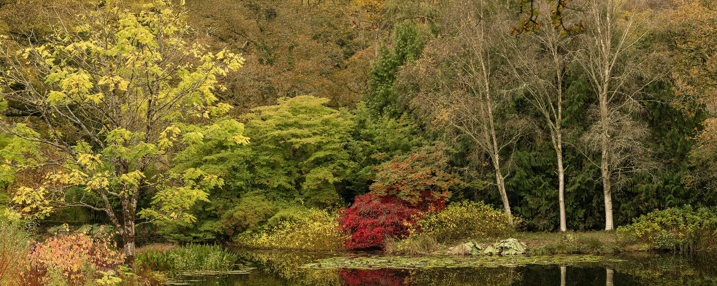 The Lake at Rosemoor