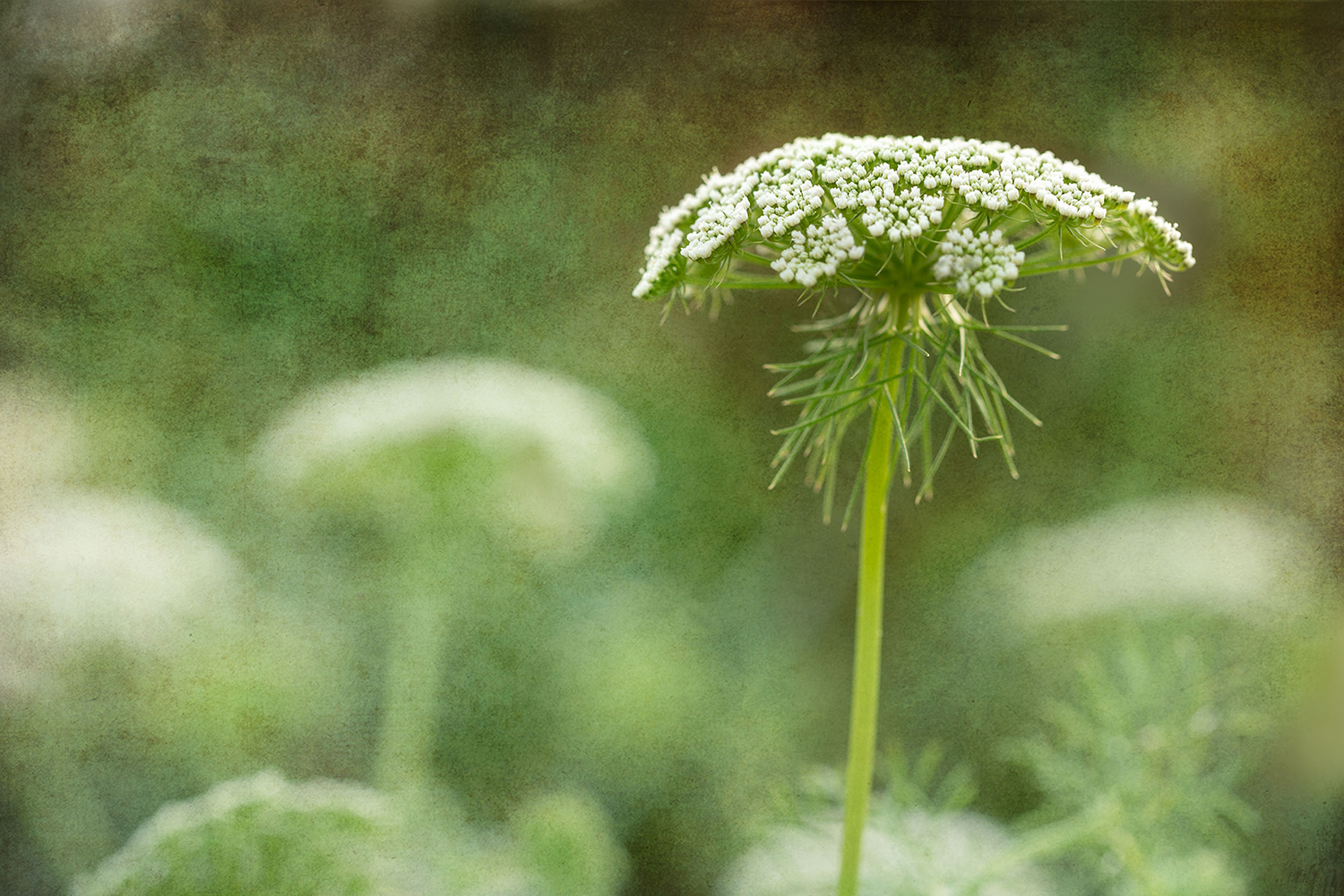 CowParsley.png