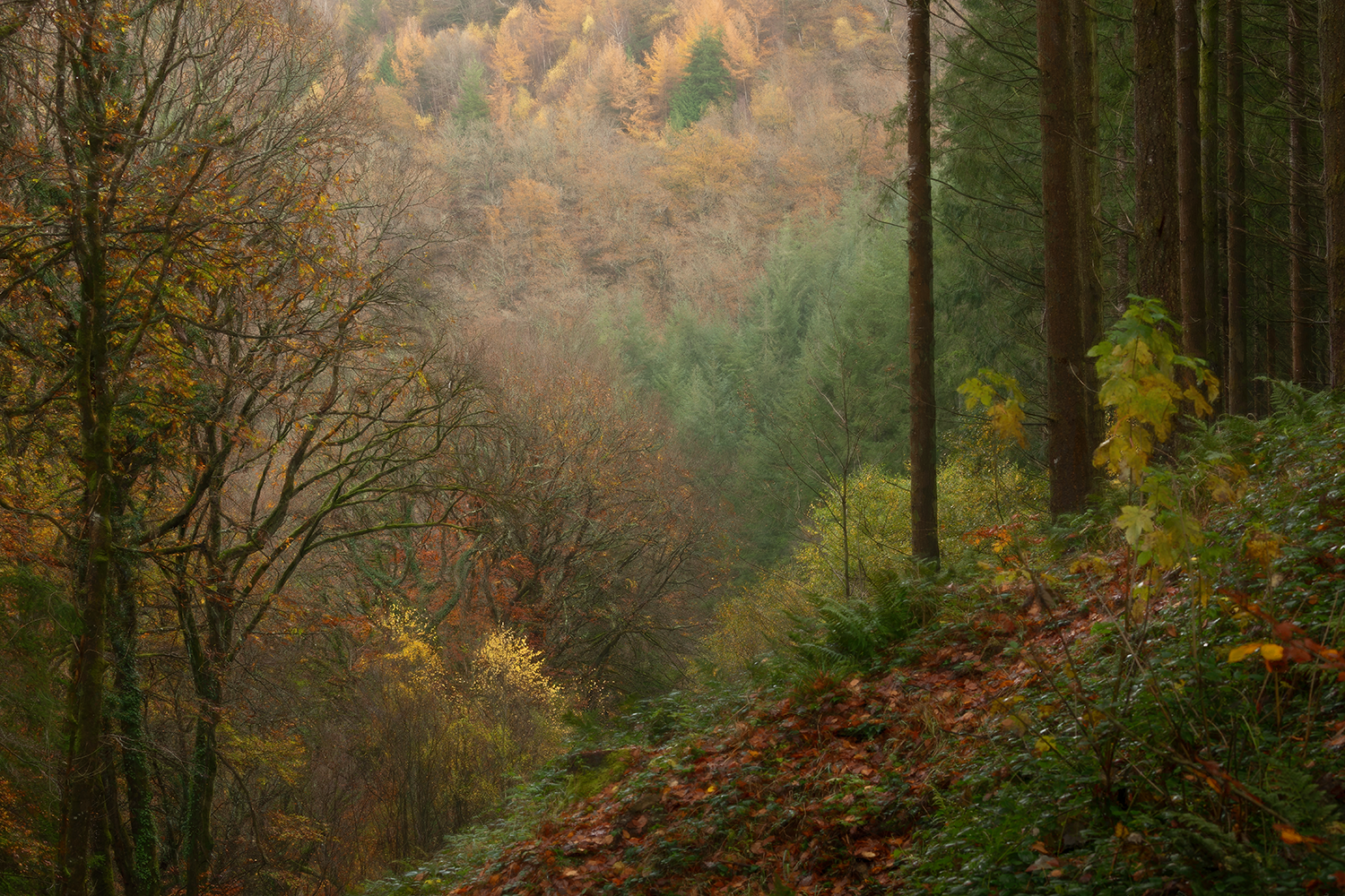Deep in the Woods