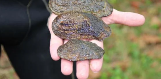 Mussel Relocation Day