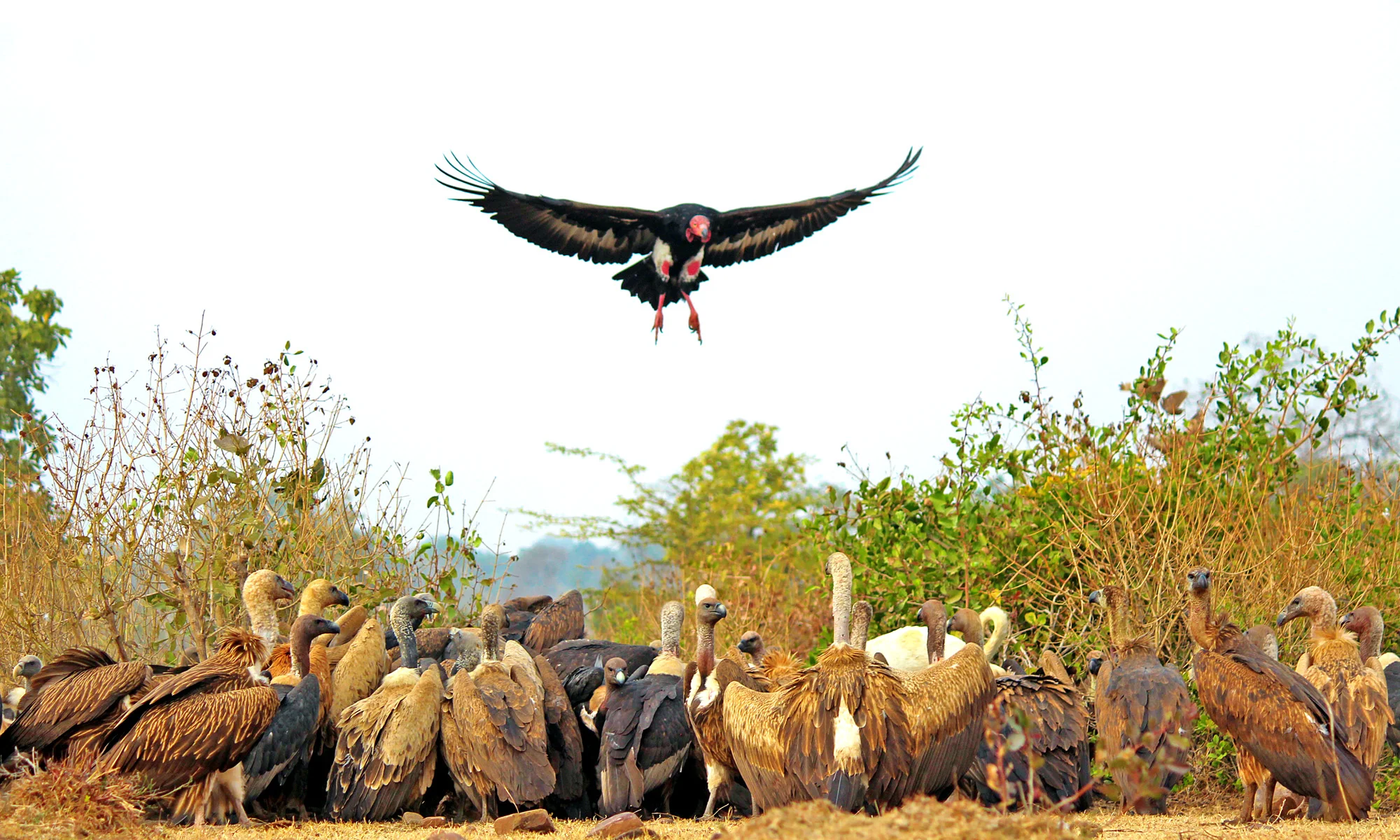 Committee of Vultures