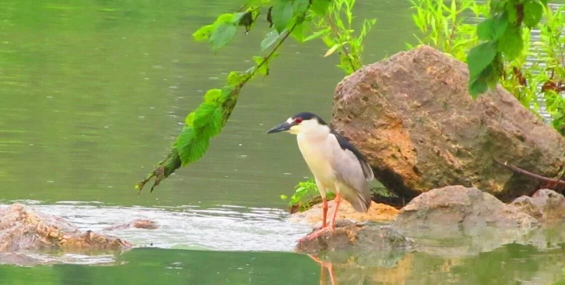 Global Big Day - Celebrating Birds