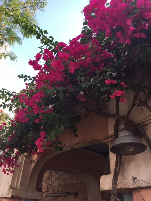 Bougainvillea on Adobe Building