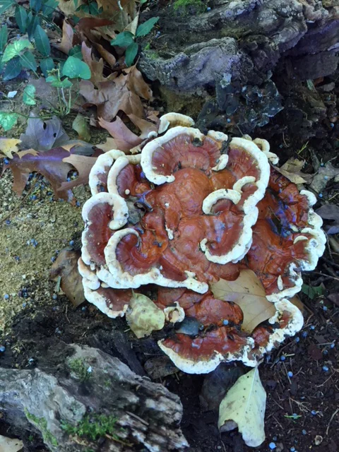 Fungus