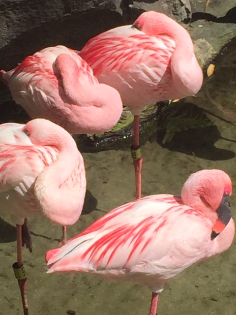 Resting Flamingoes