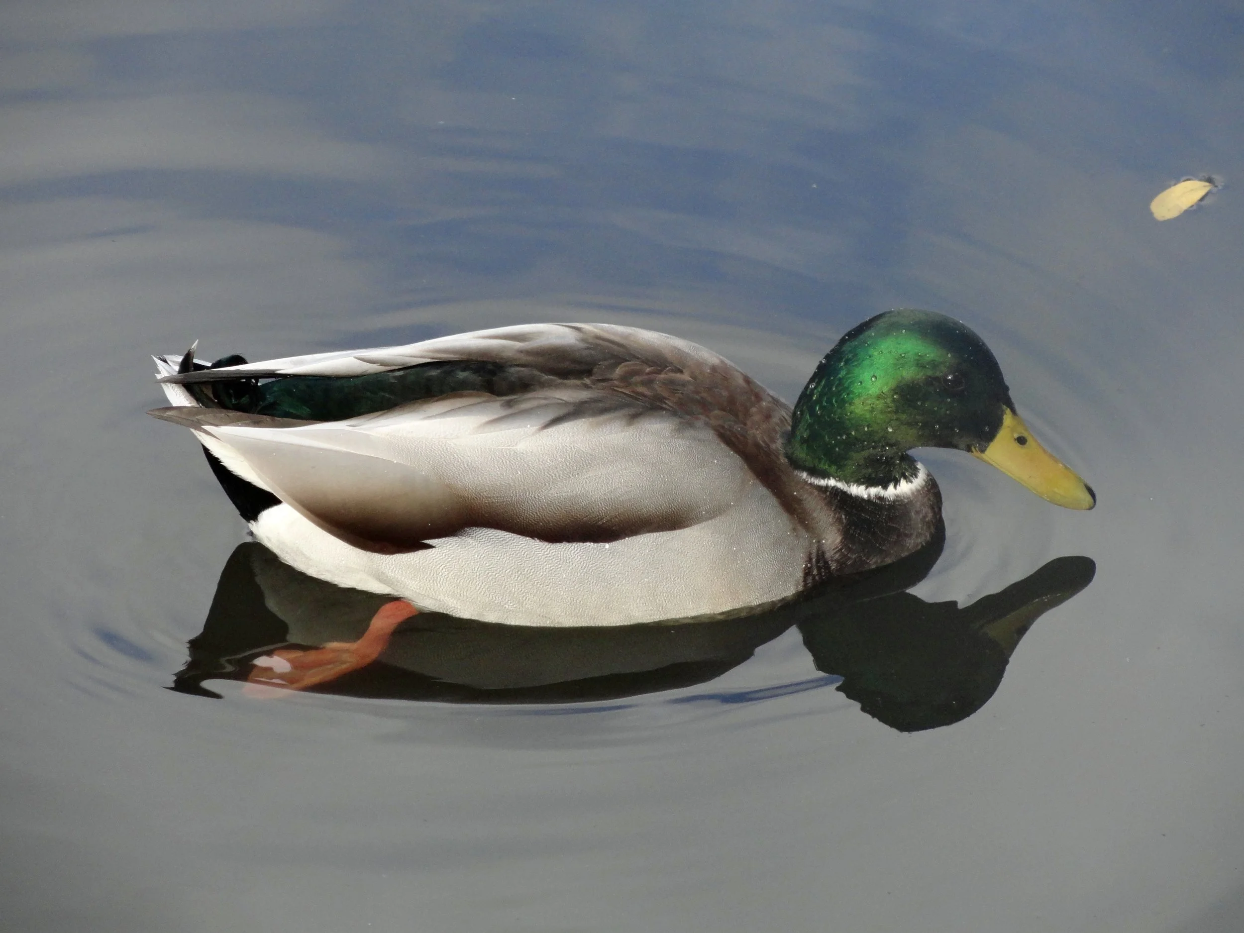 Go Ducks! (From the University of Oregon Campus) - James Finkel.JPG