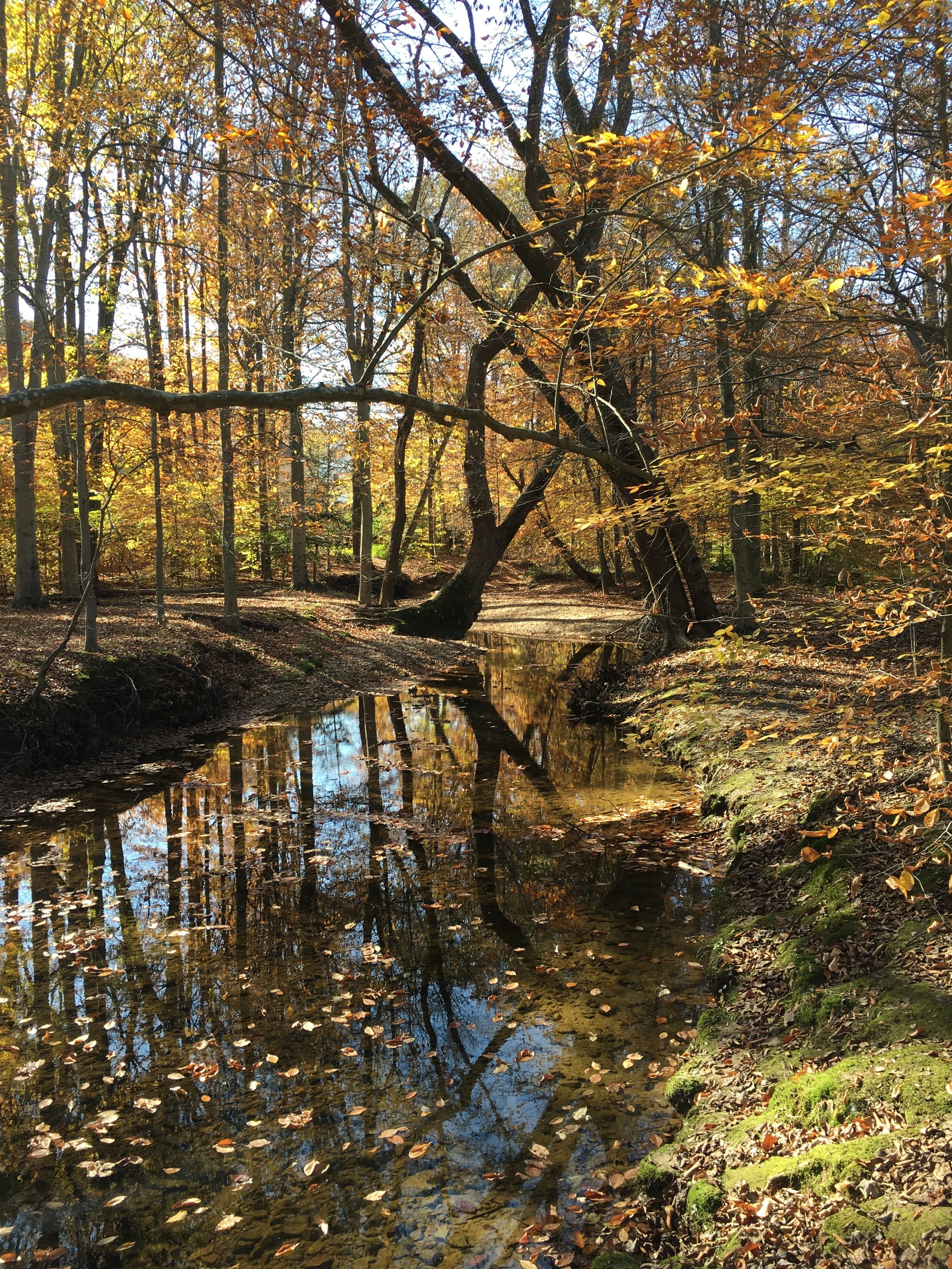 Autumn Walk - James Finkel.JPG