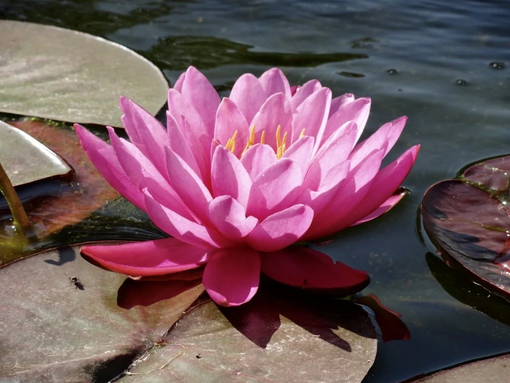 The Pink Lilly - James Finkel.jpeg