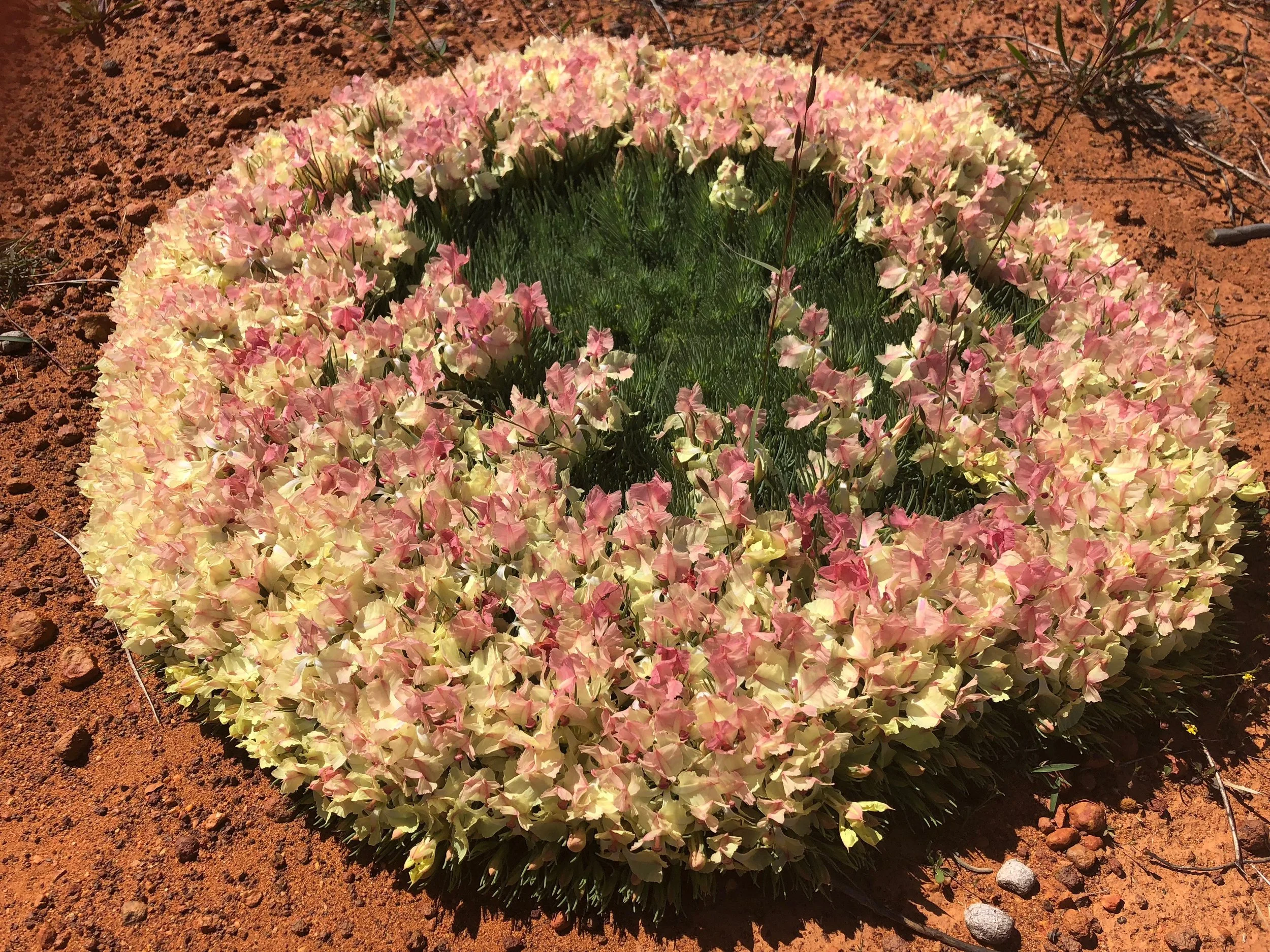 Wreath Flower found on Mellenbye Station