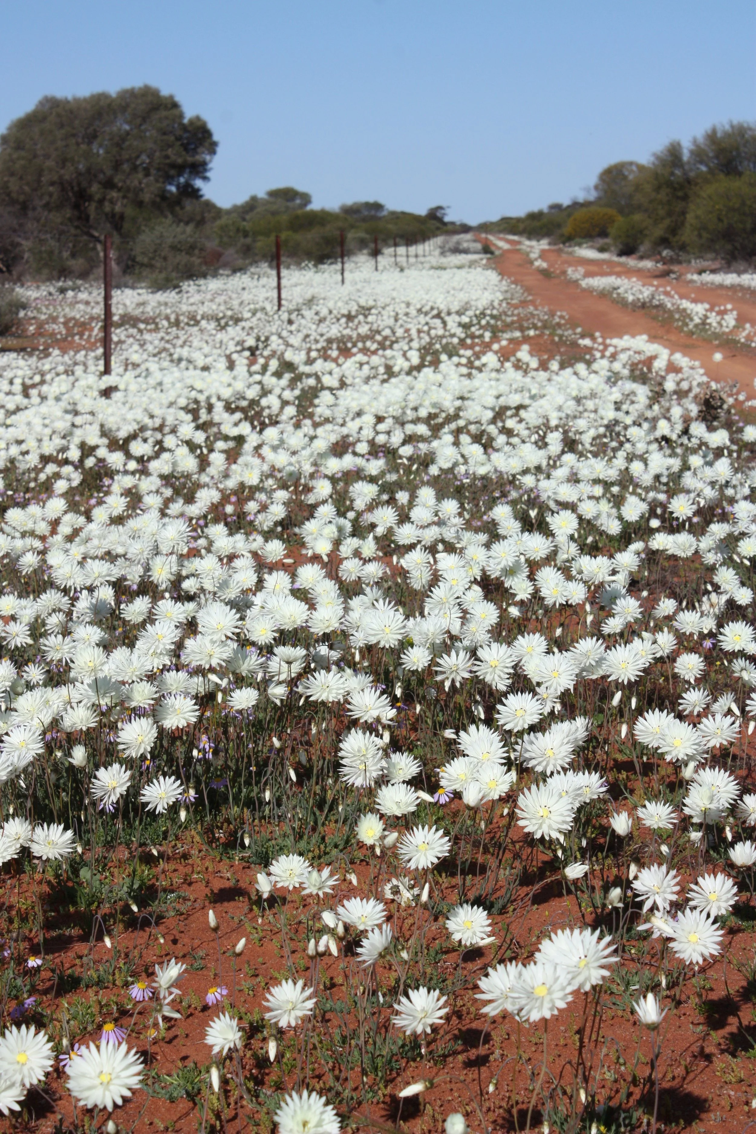 Everlastings 2018