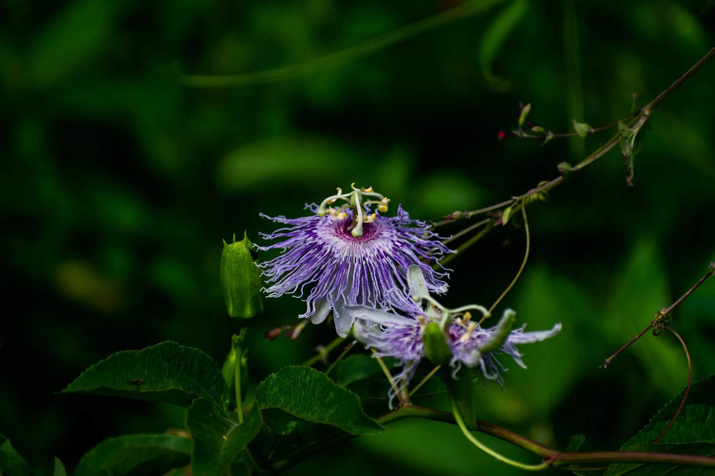 The purple flower of a native plan called Passion Flower