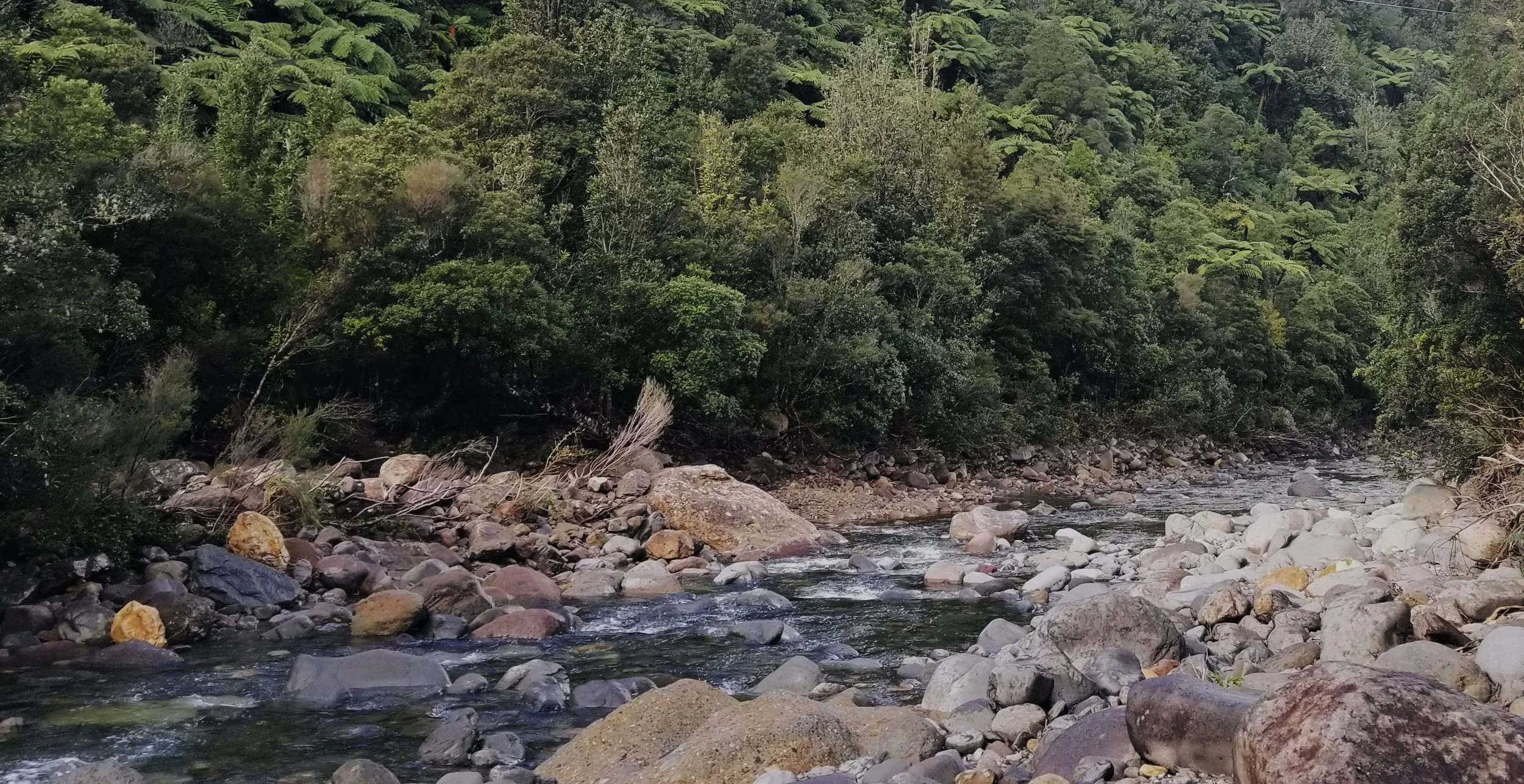 Looking up the Kaueranga Valley at the start of the Webb Creek Trail