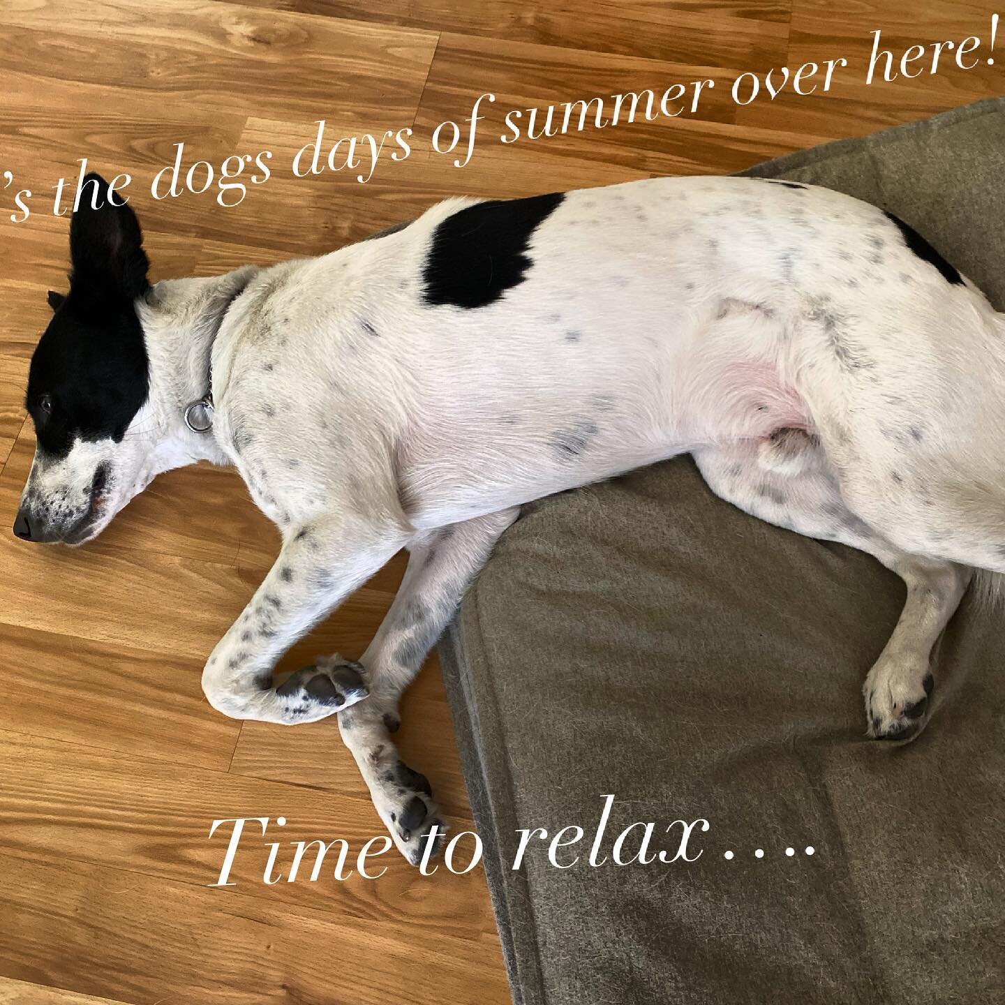 Sunday evenings are for relaxing.  Alfie knows how to do it!  I&rsquo;m taking a cue from him and shutting down the electronics!  #sundayvibes #dogdaysofsummer #relax #chill #focusedpathcoaching #lifecoach #wellnesscoaching #yogilife