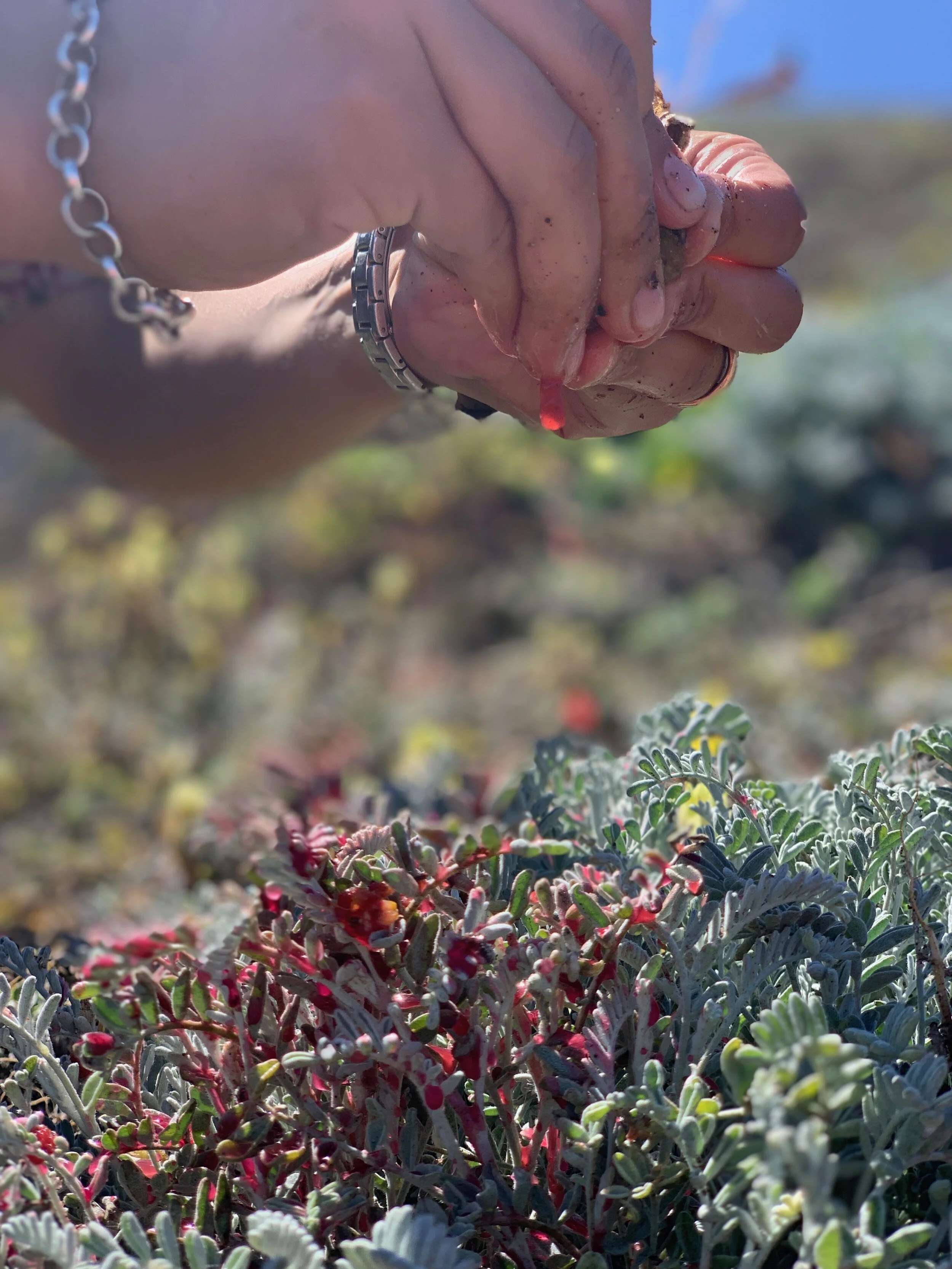 Natural Dyeing with Invasive Plants