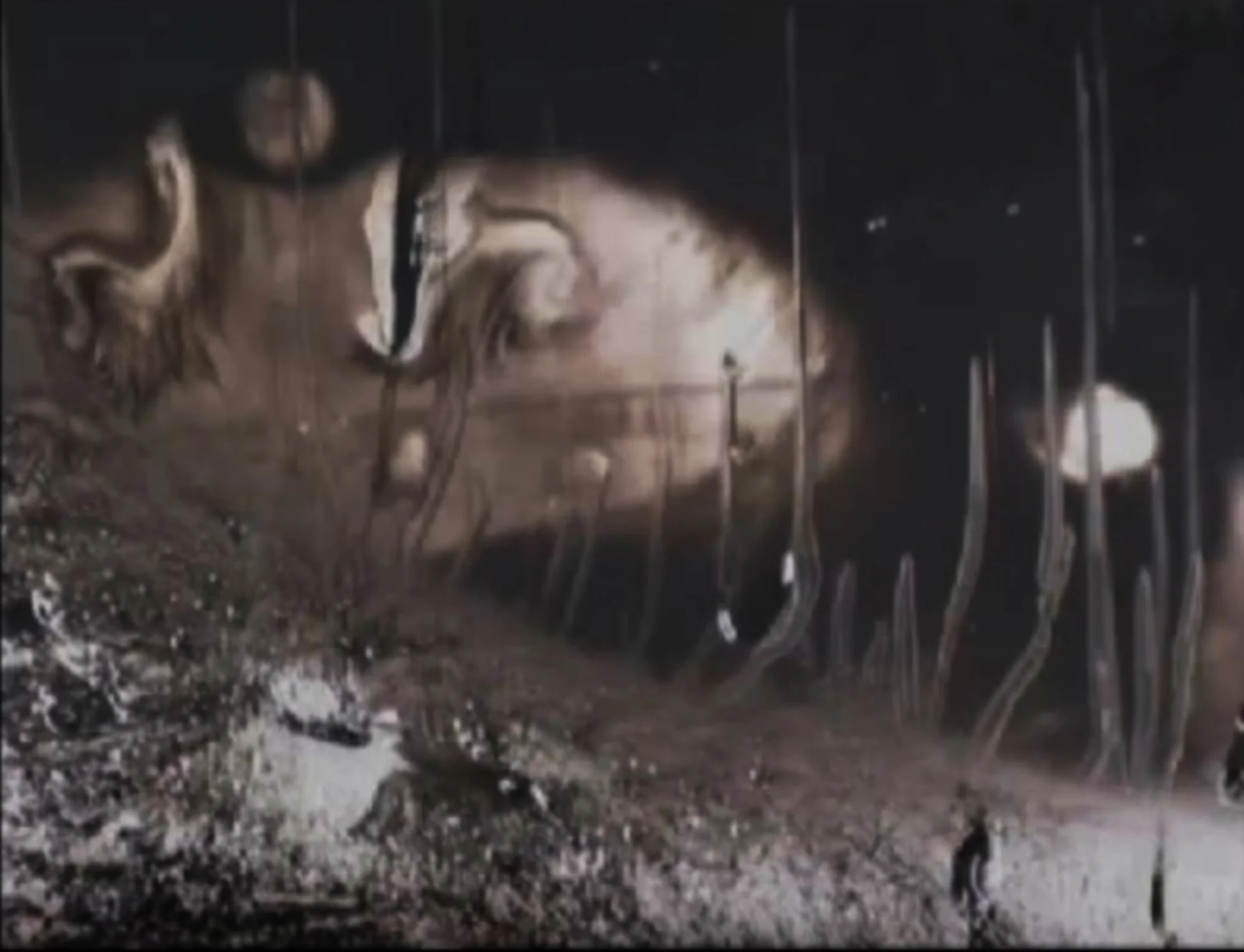 VIDEO cold05_2000.jpg