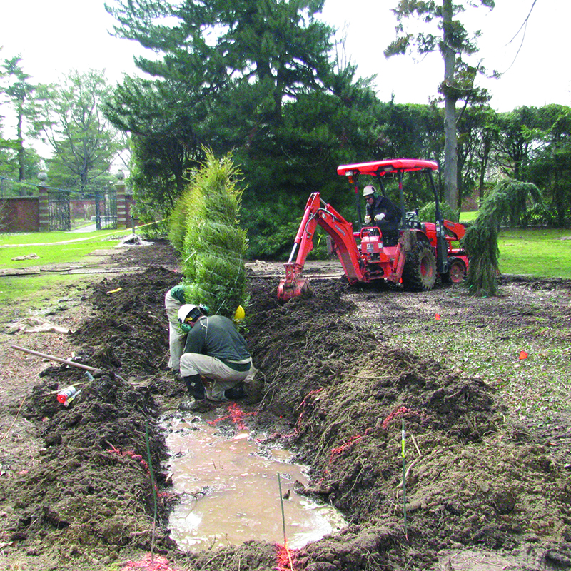 Copy of Replanting Hedges