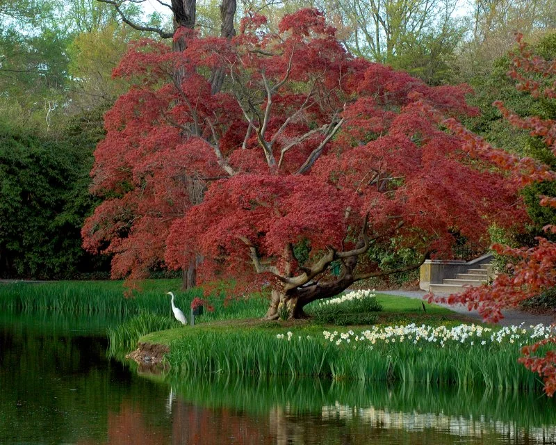 West Pond — Old Westbury Gardens