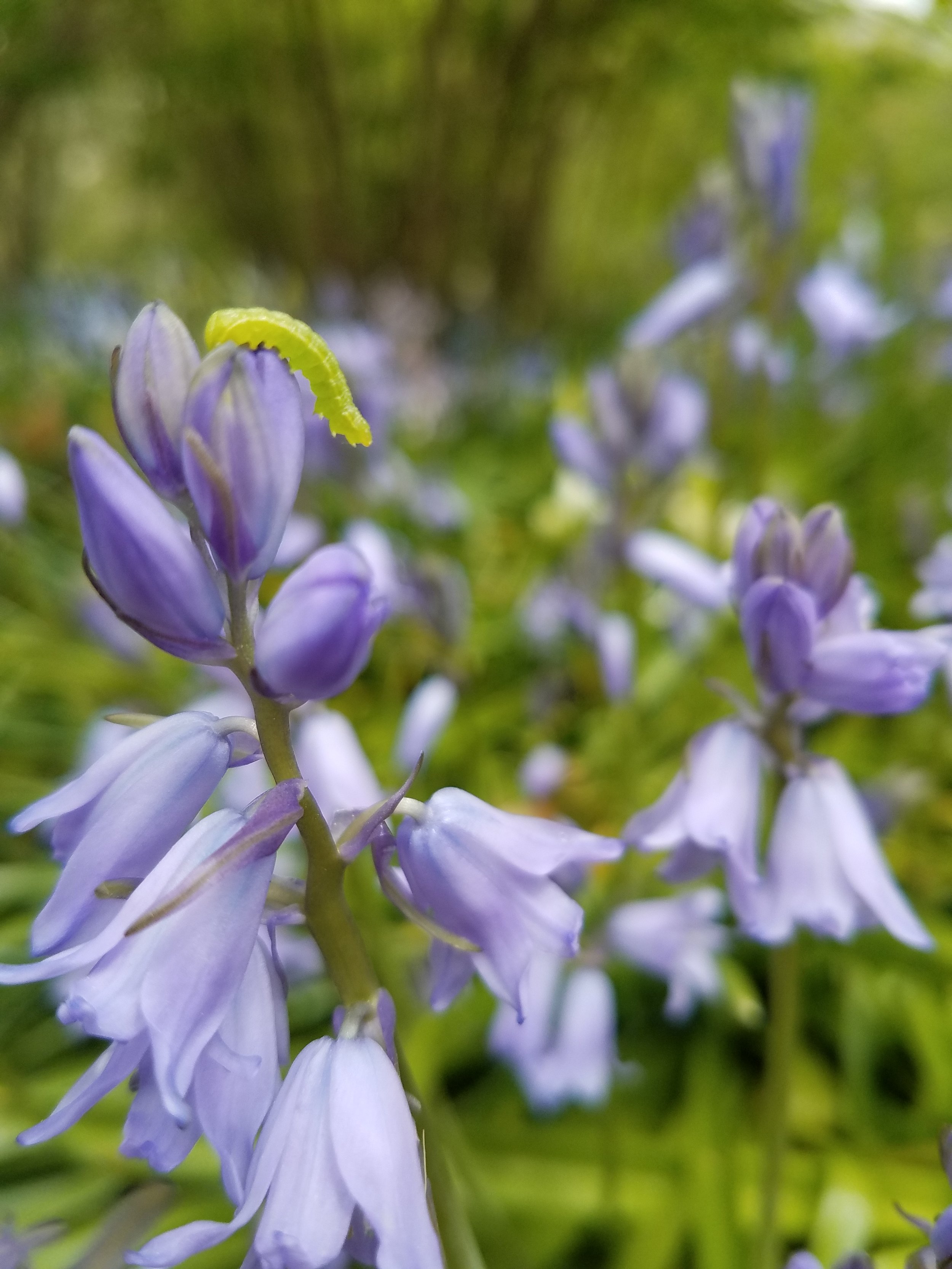 Bluebell (Hyacinthoides)