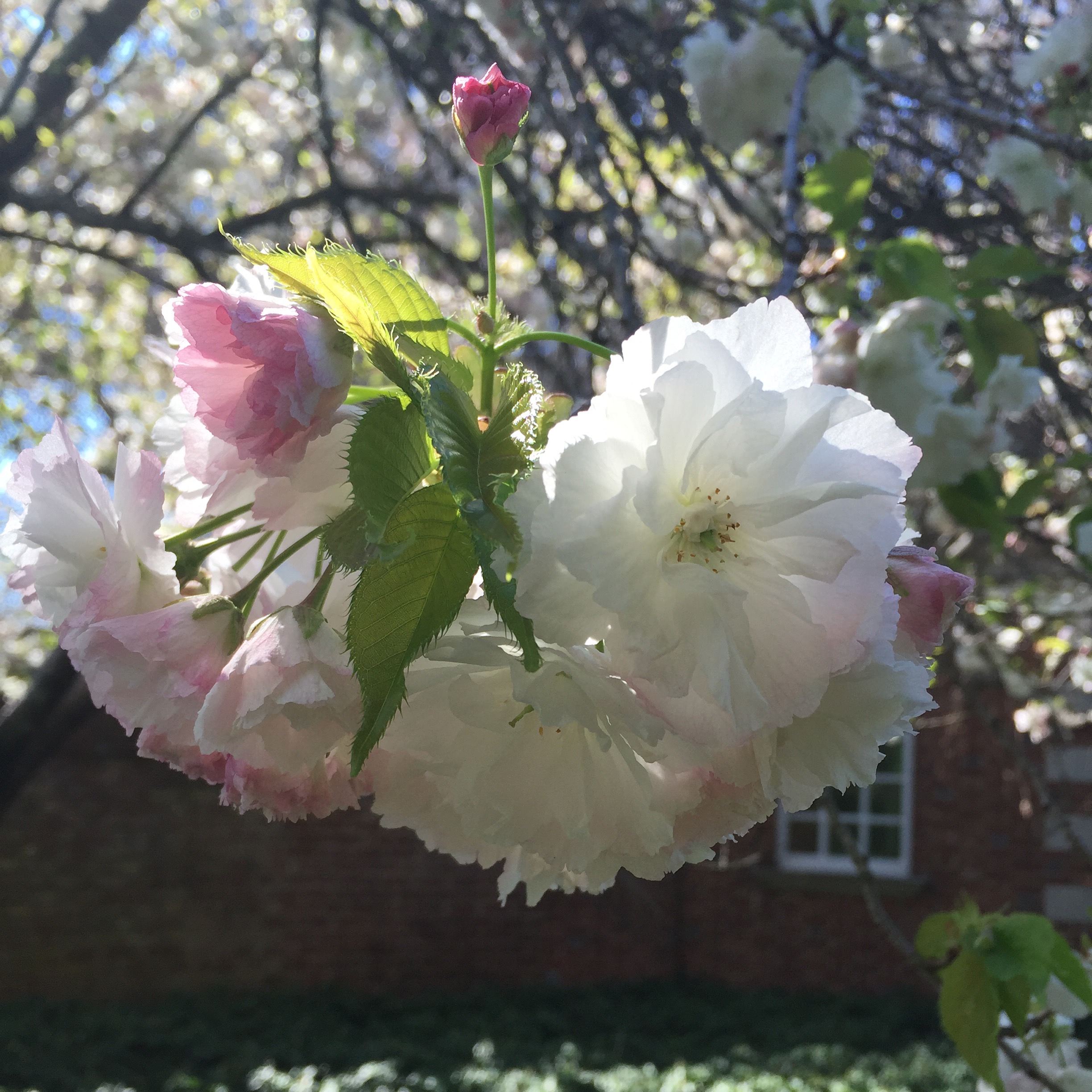 Cherry tree (Prunus)