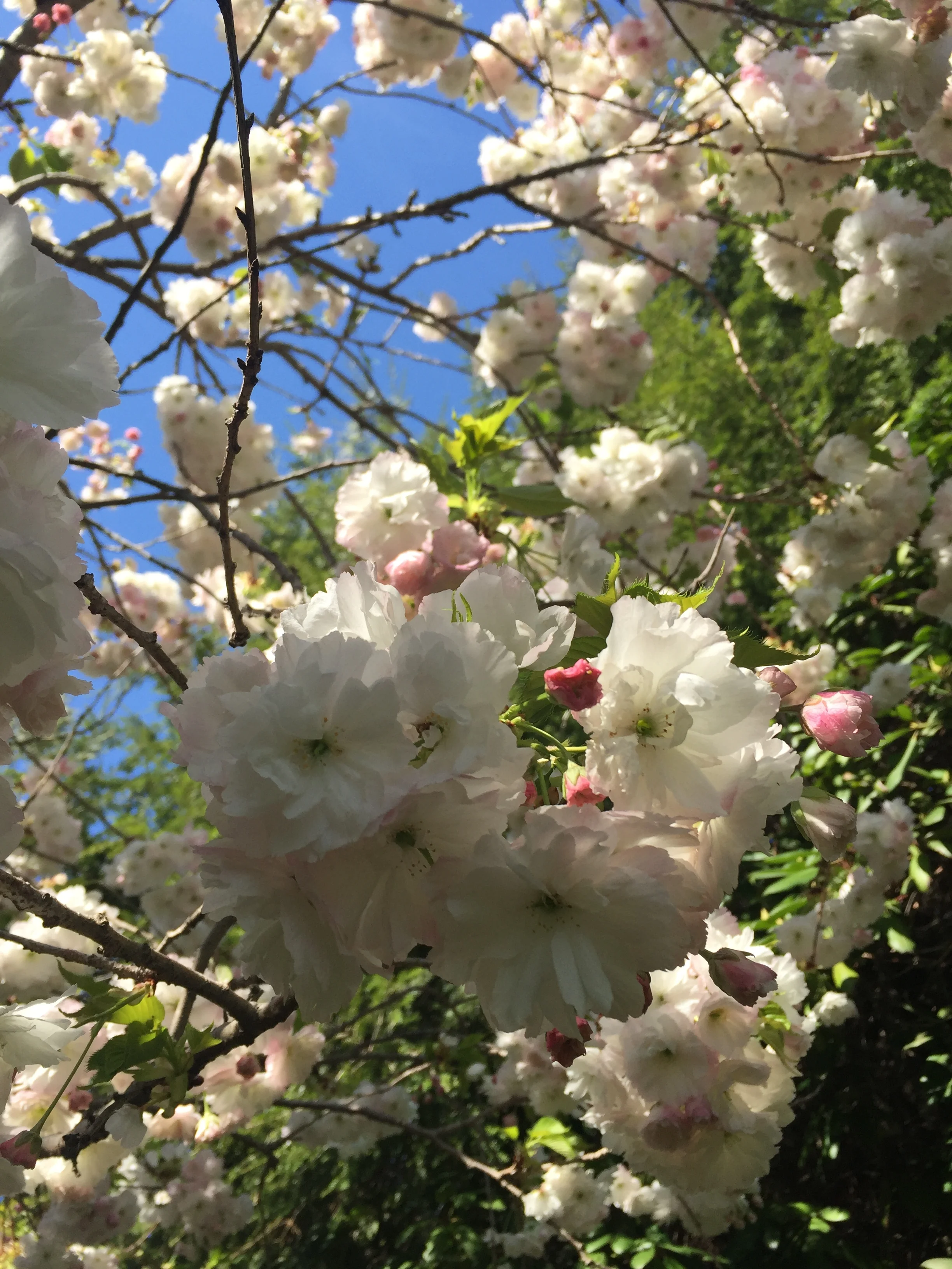 Kwanzan Cherry Tree (Prunus 'Kanzan')