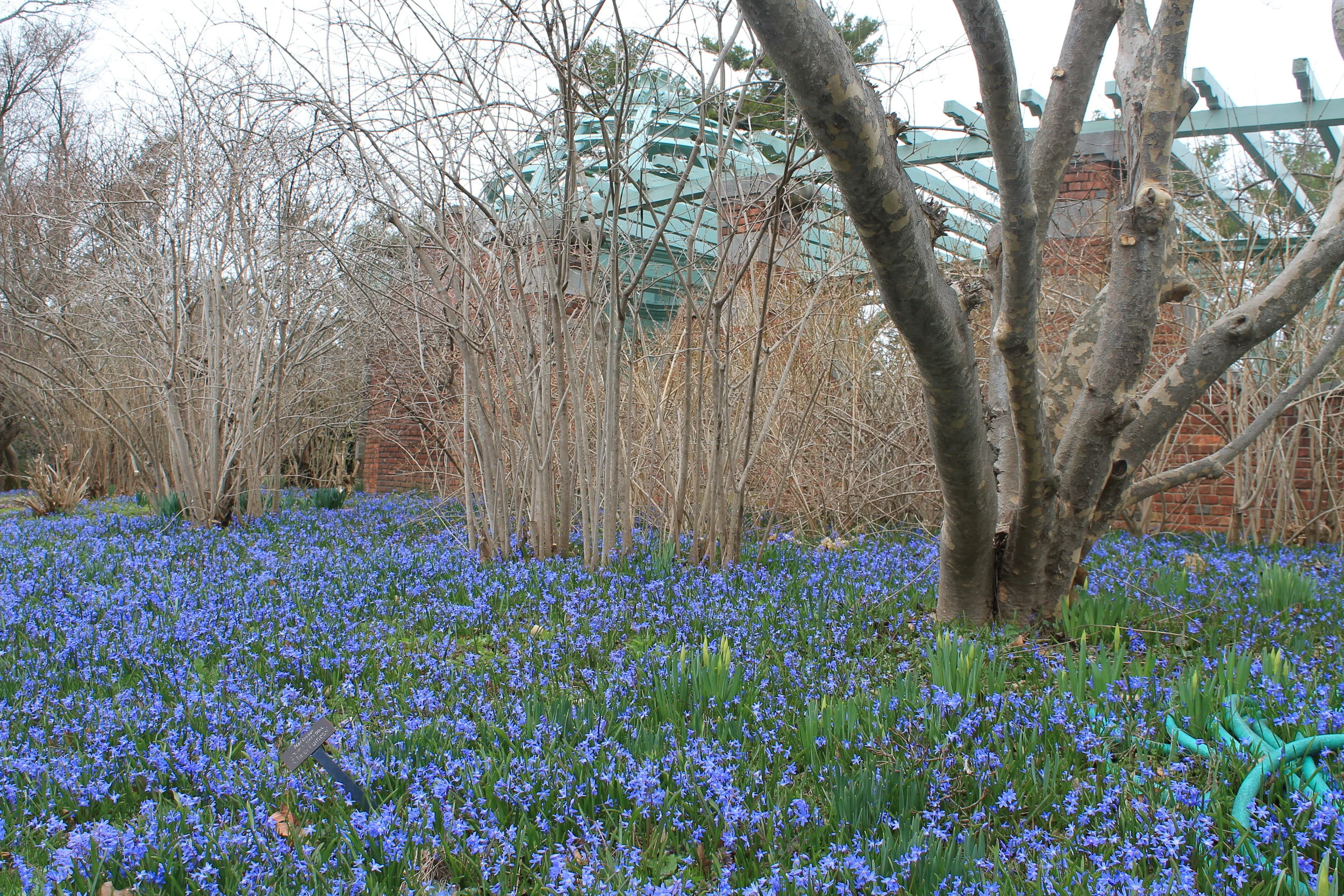 Spring Squill (Scilla Siberica)