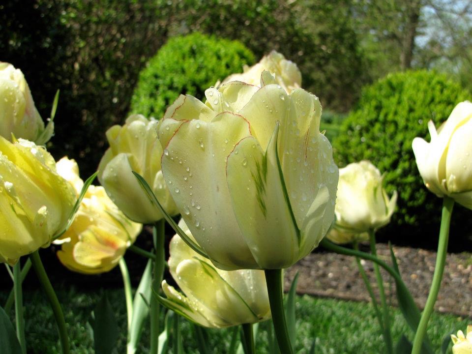 Tulip (Tulipa 'Akebono')