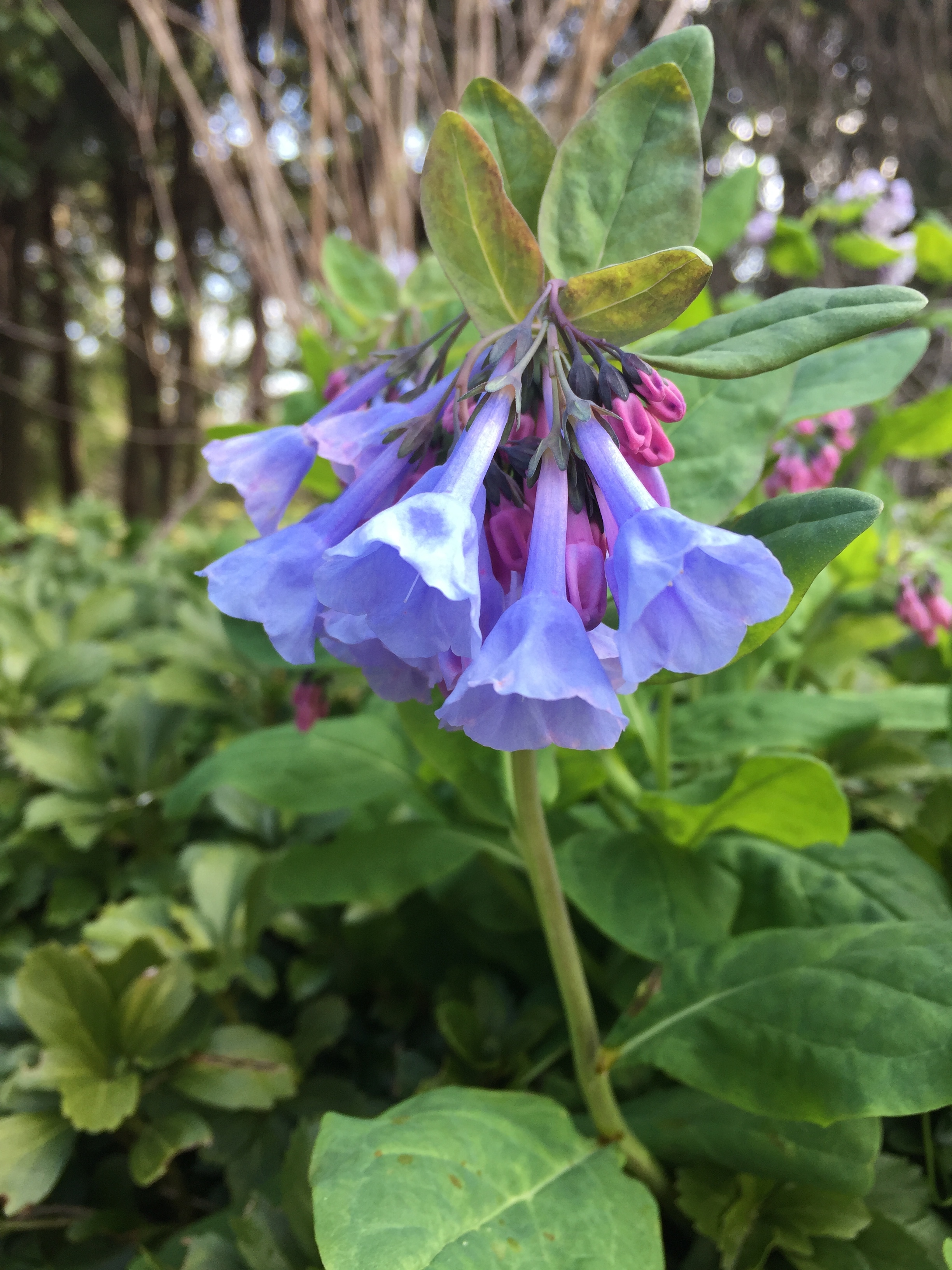 Virignia Bluebell (Mertensia Virginica)