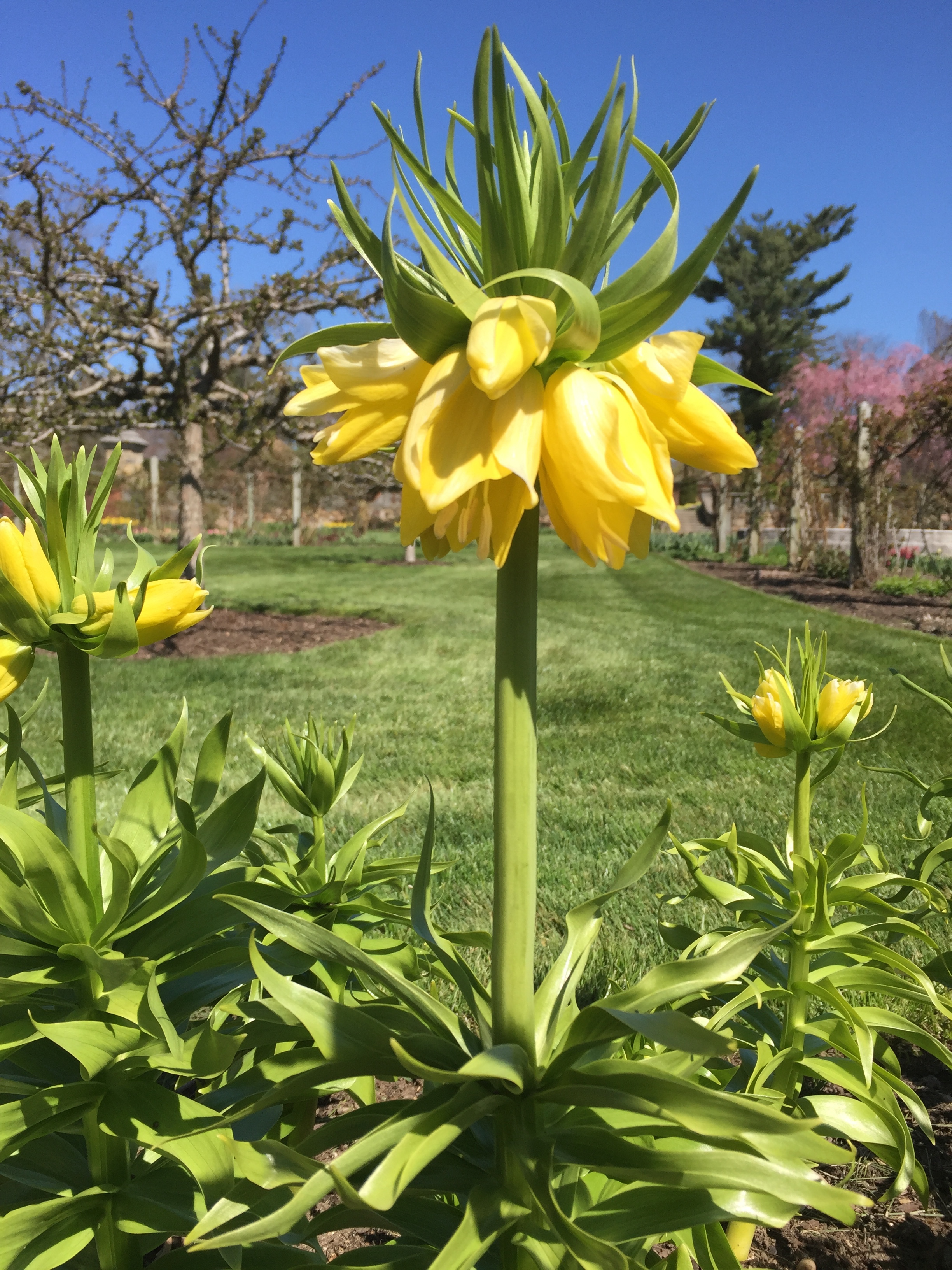 Yellow Crown Imperial Lily (Fritillaria Imperialis 'Lutea Maxima')