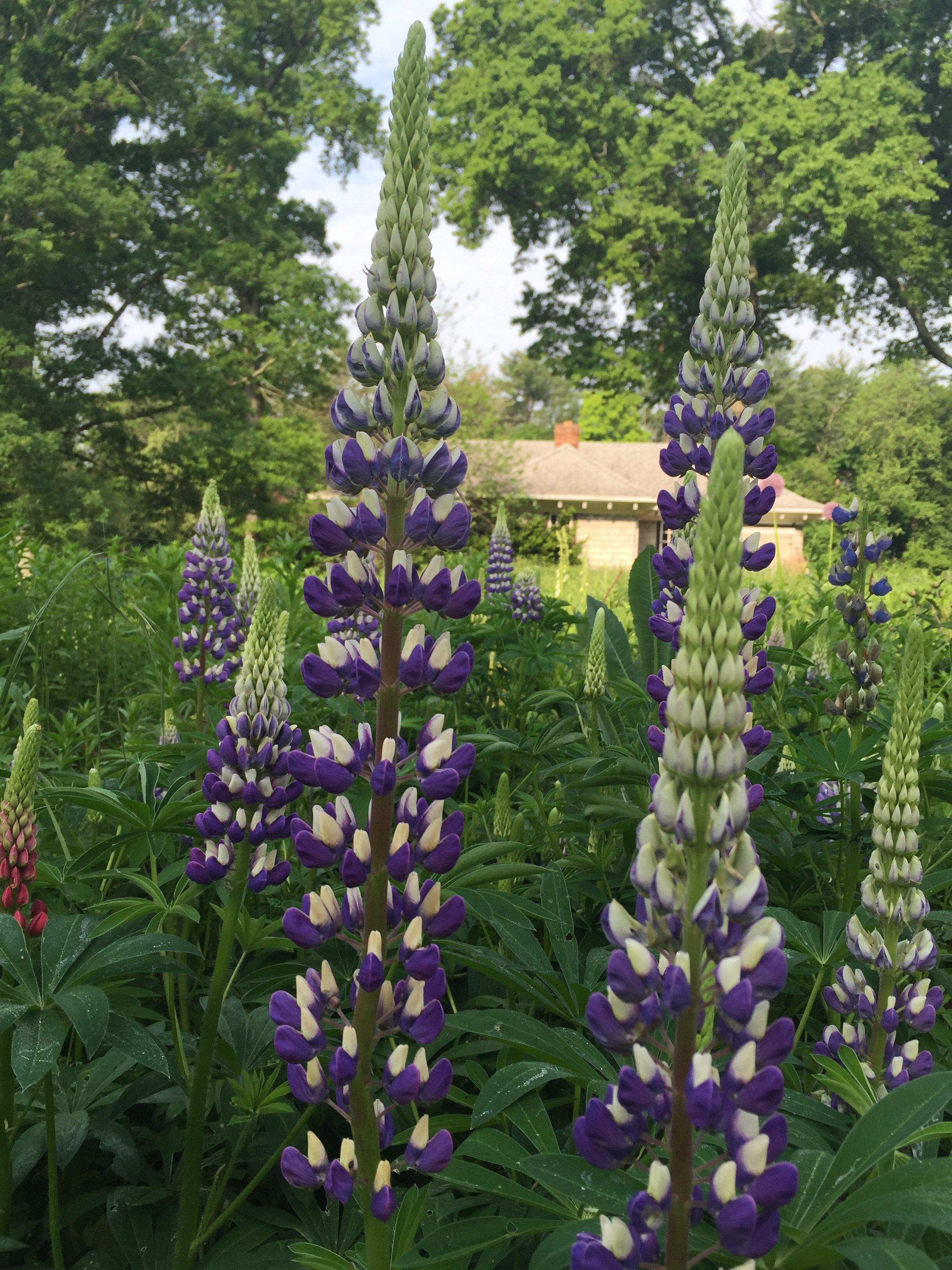 Lupine (Lupinus)