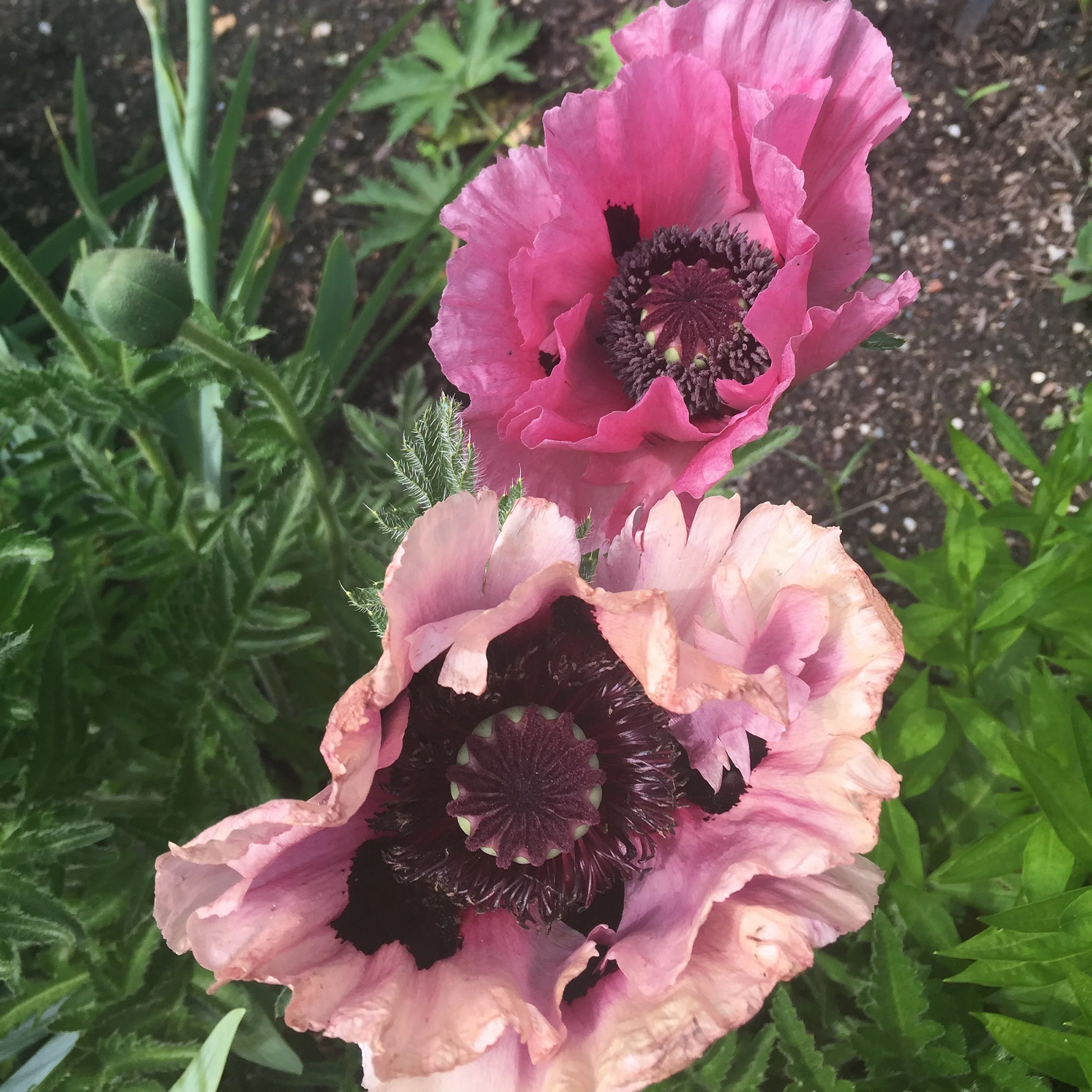Poppy (Papaver)