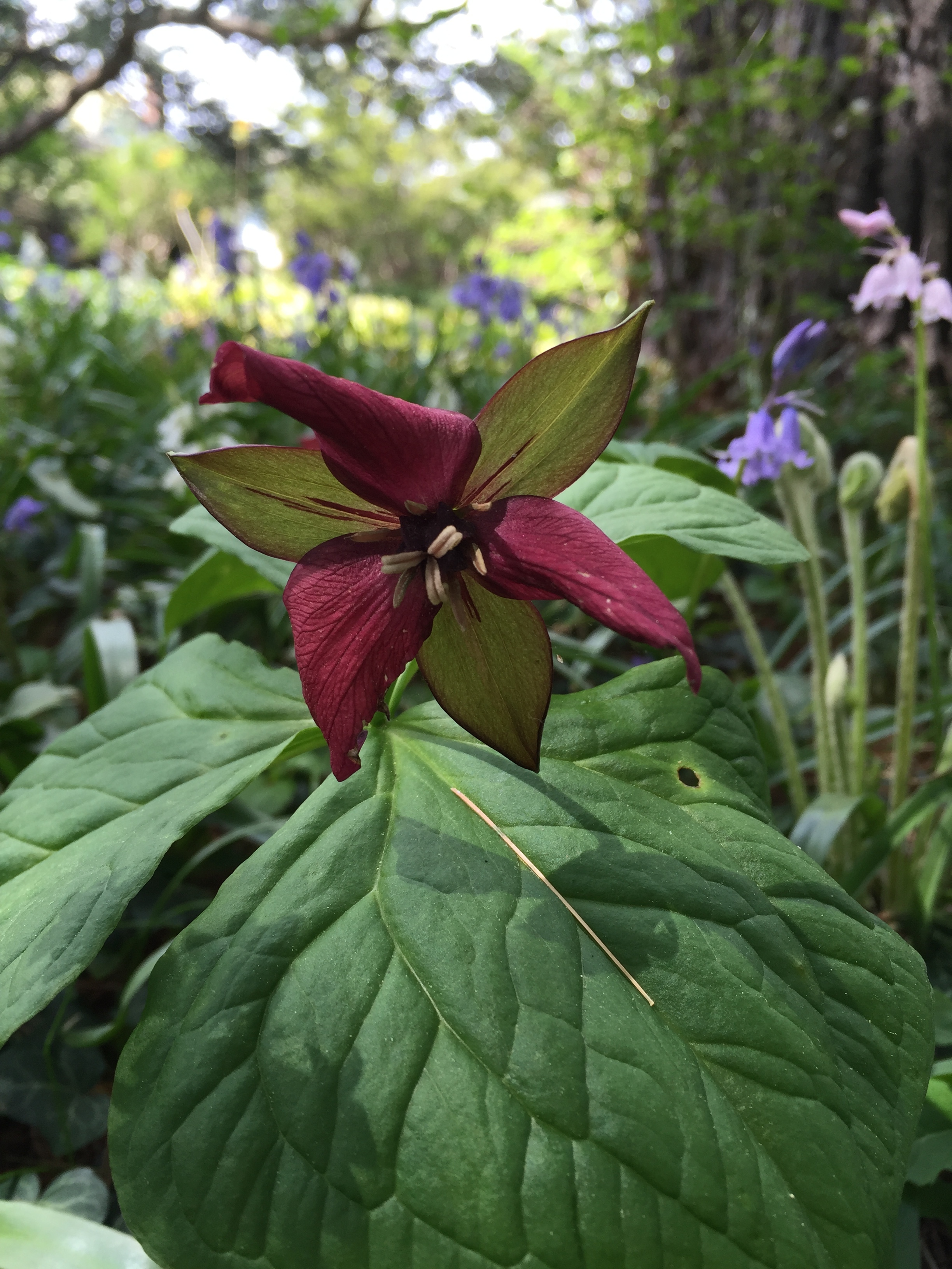 Purple Trillium, Wake-Robin, Stinking Benjamin (Trillium Erectum)