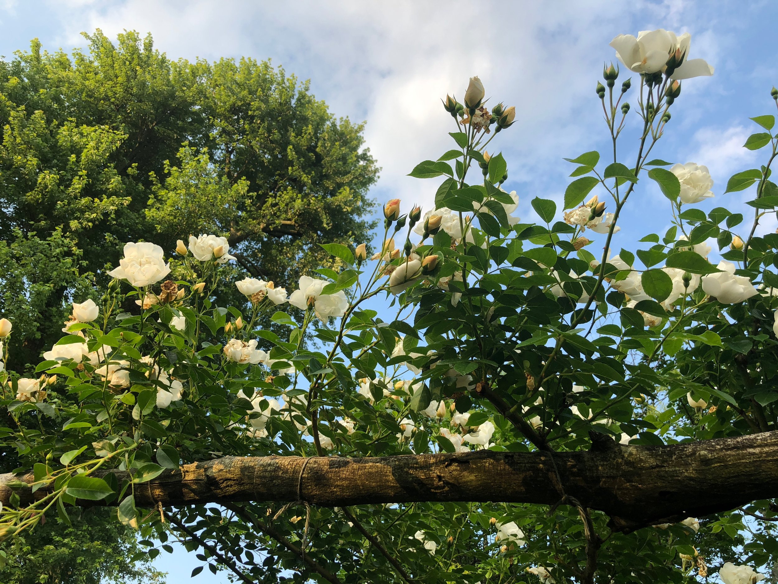 Climbing Rose