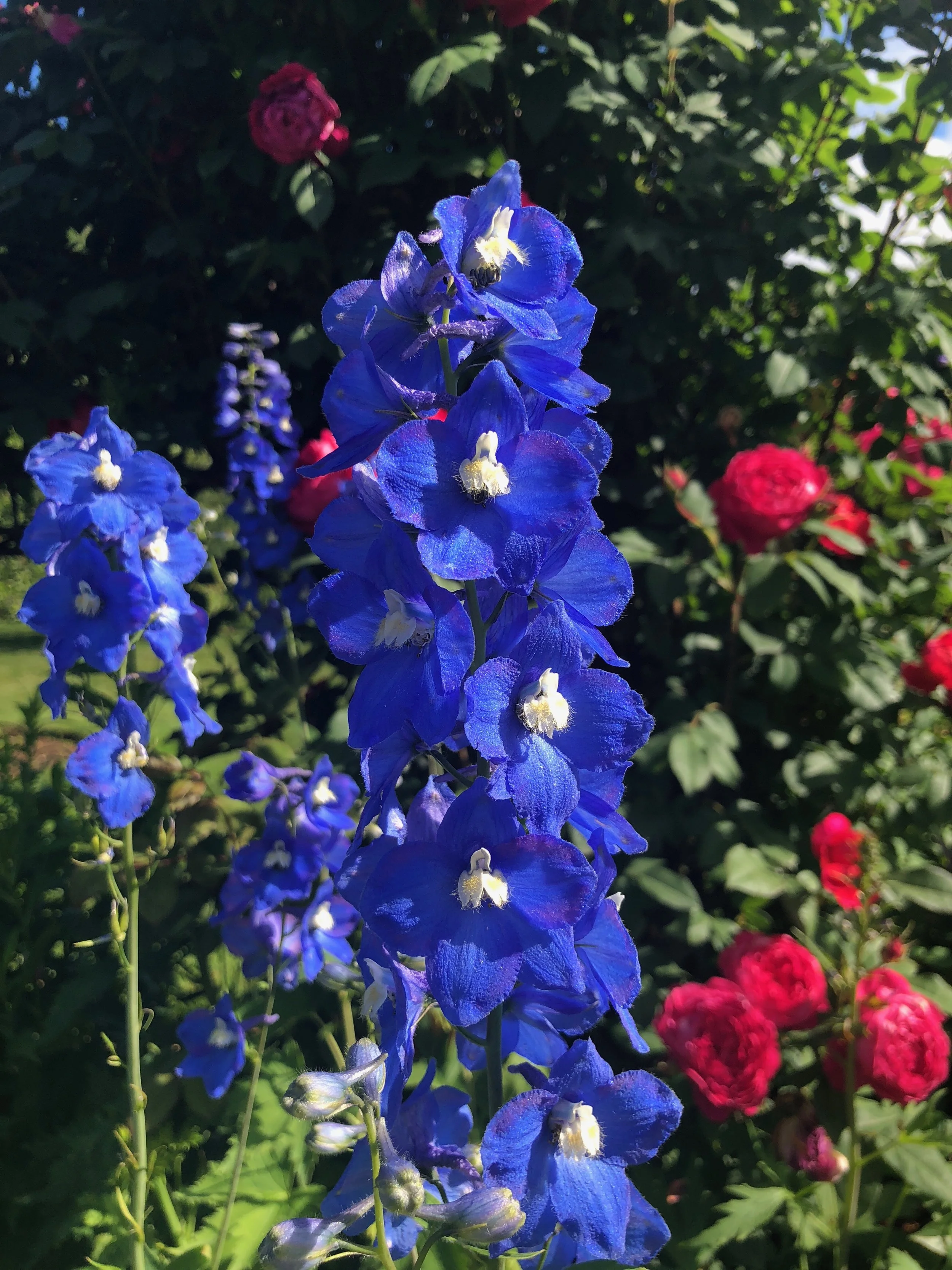 Delphinium