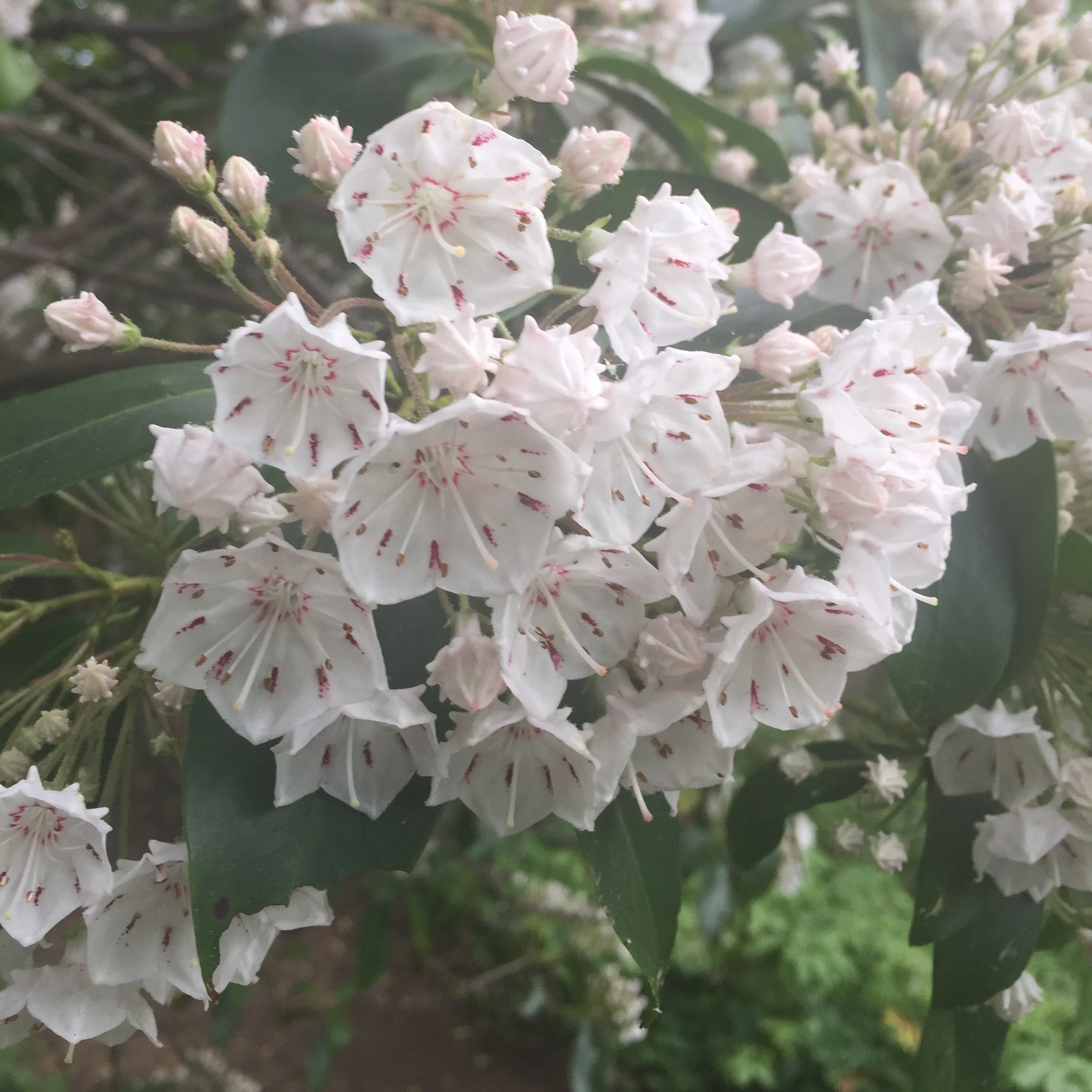 Mountain Laurel, Calico Bush (Kalmia Latifolia)