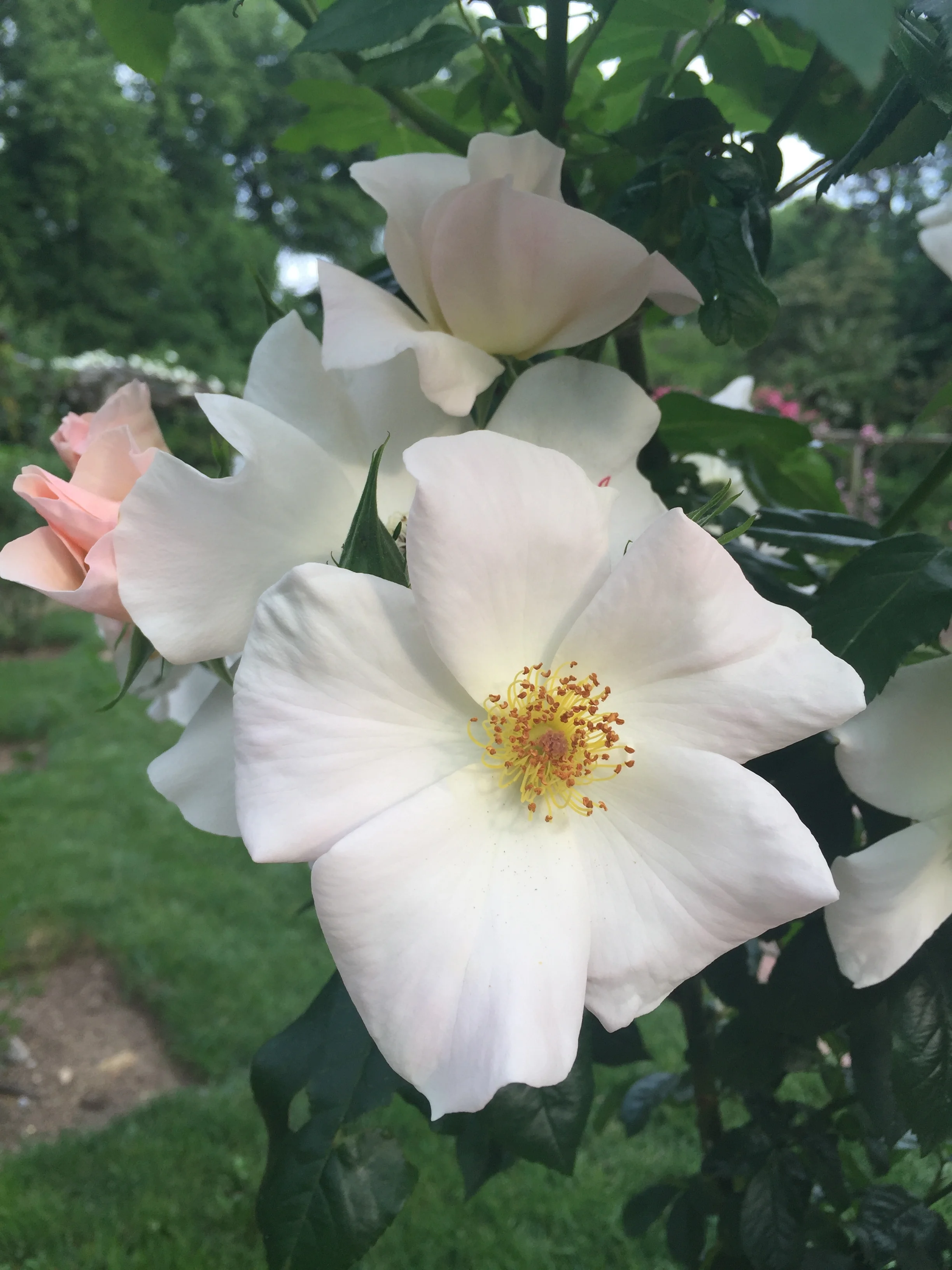 Old Westbury Gardens