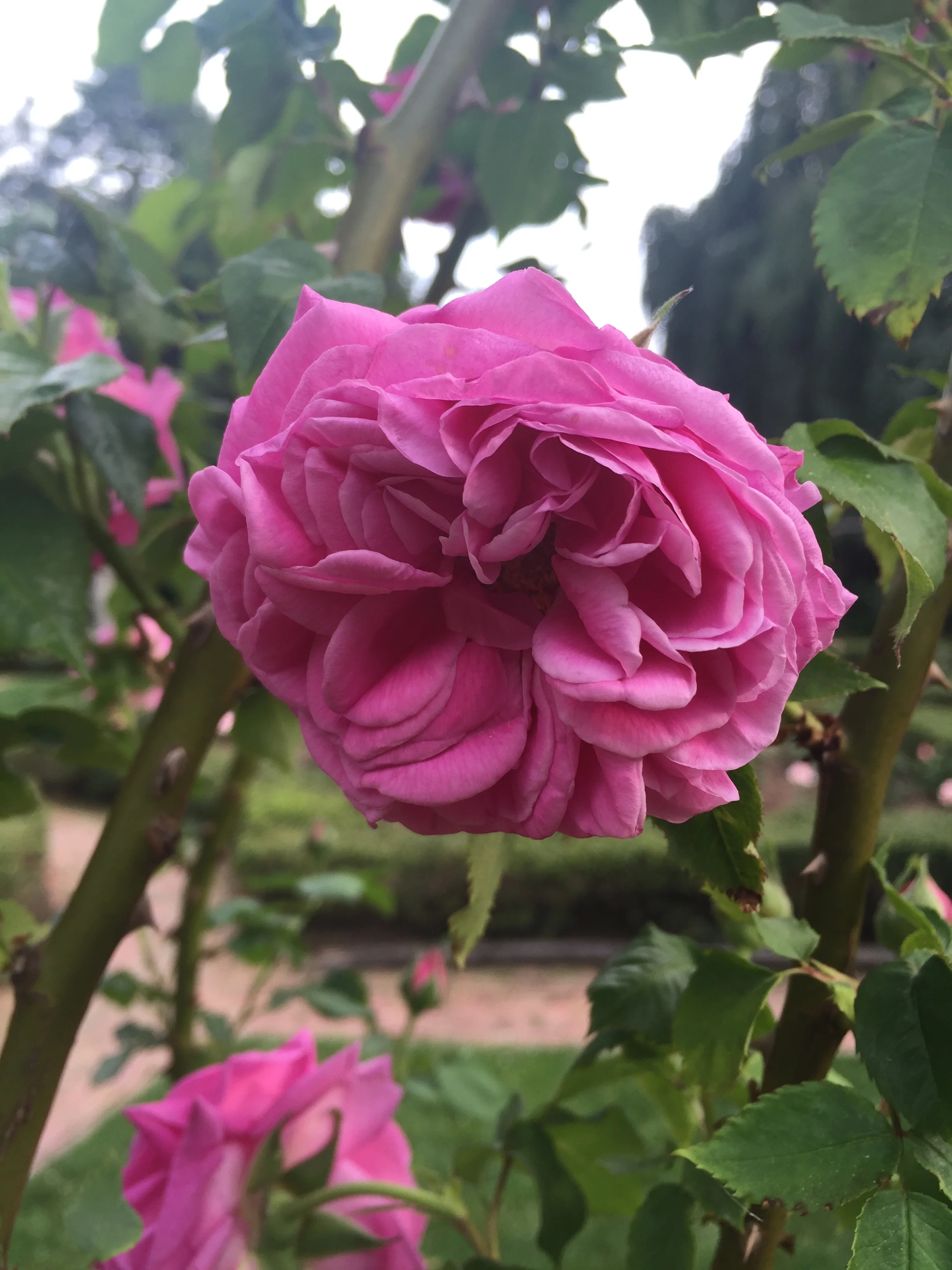 Rose