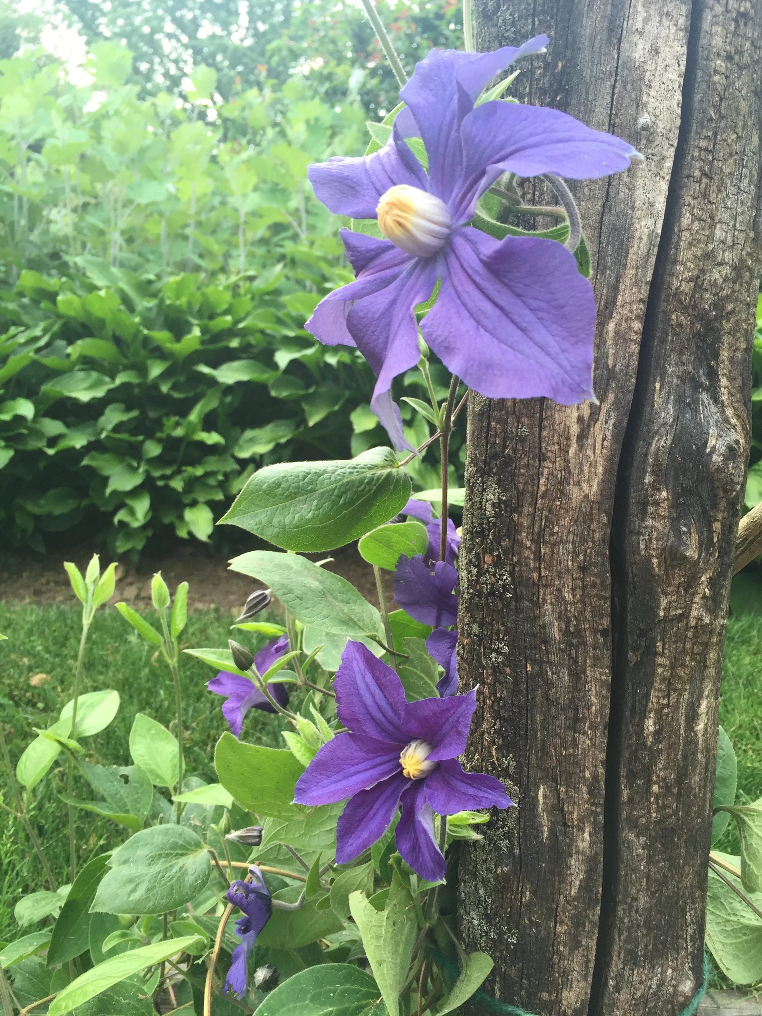 Clematis