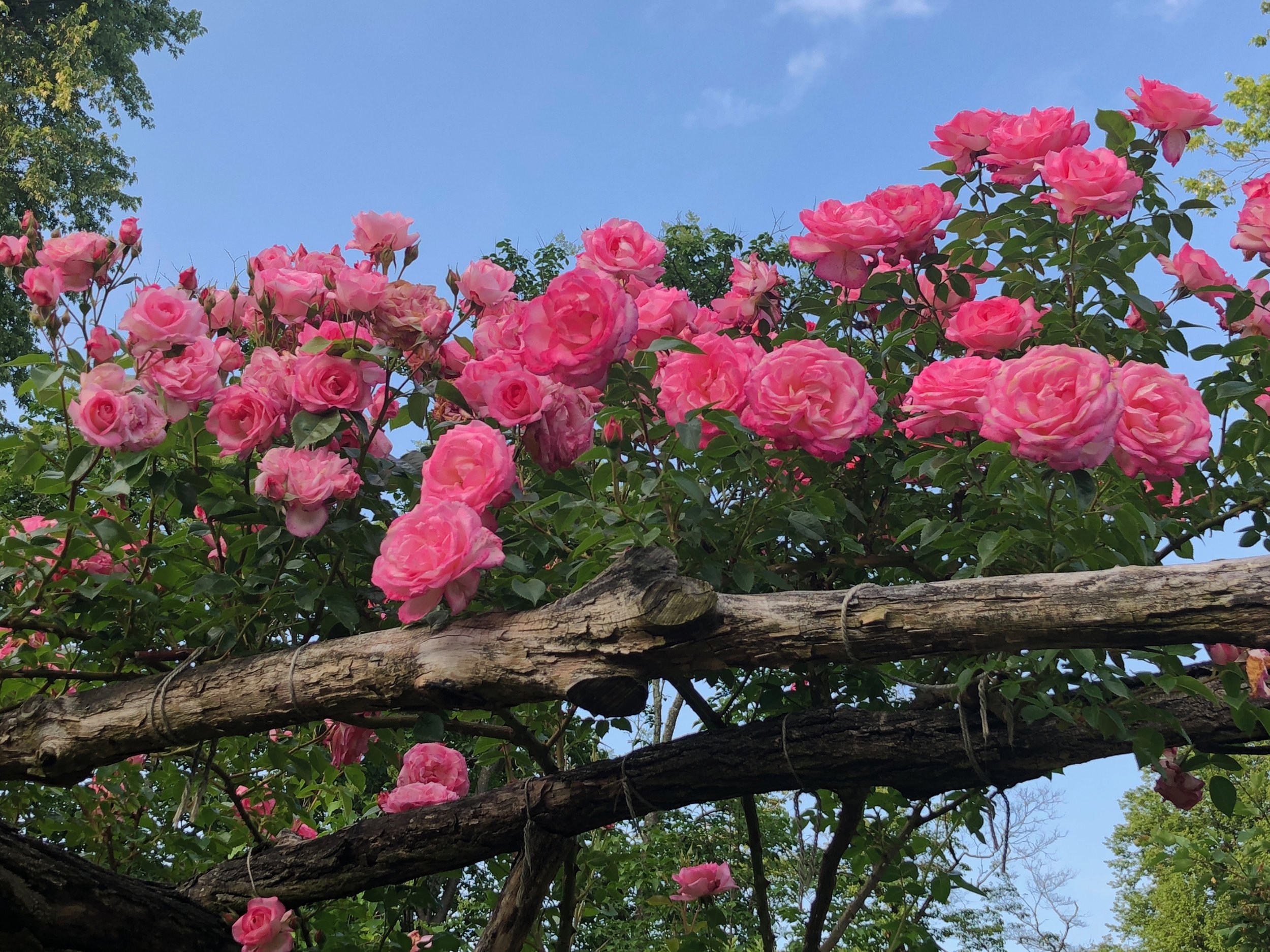 Climbing Rose