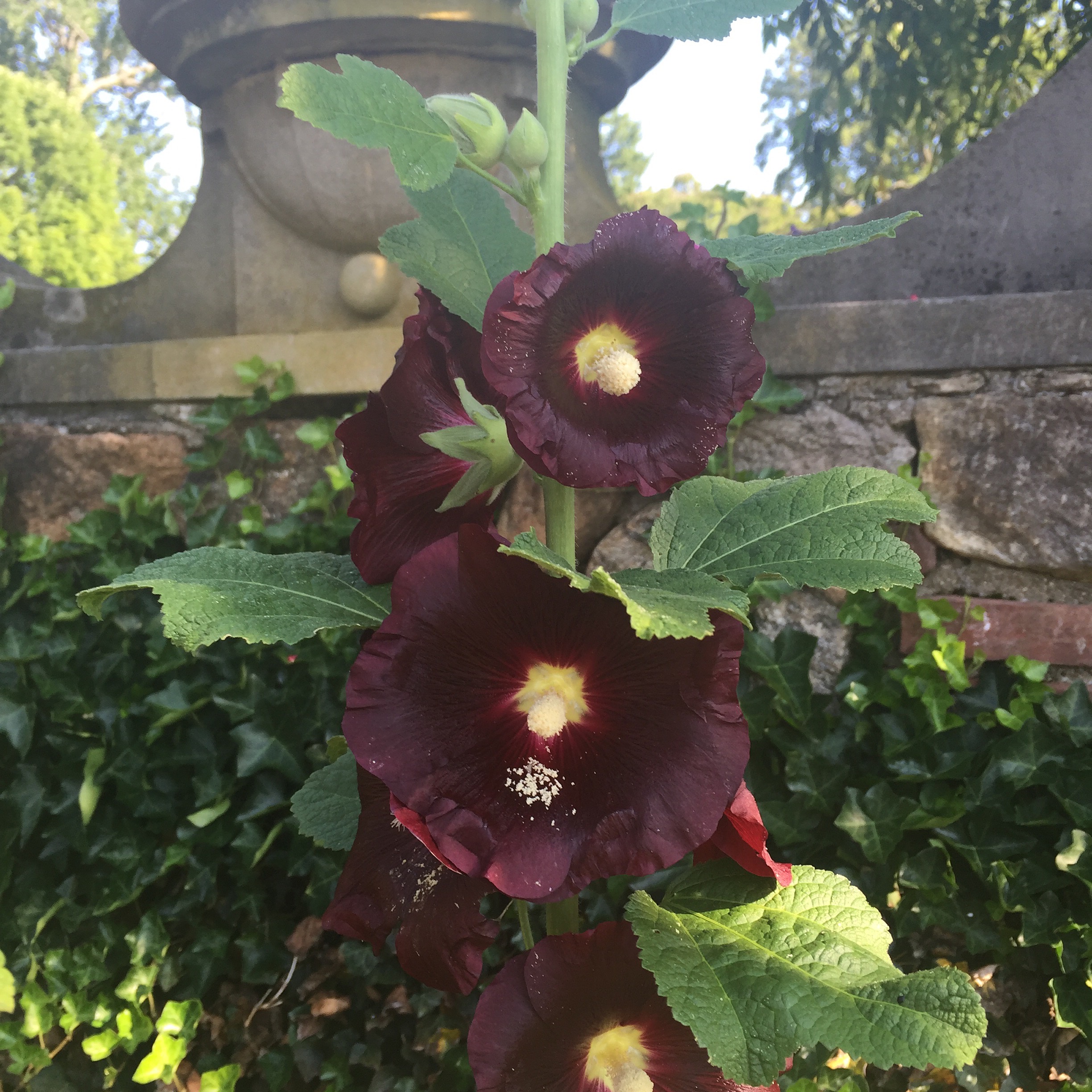 Hollyhock (Alcea Rosa)
