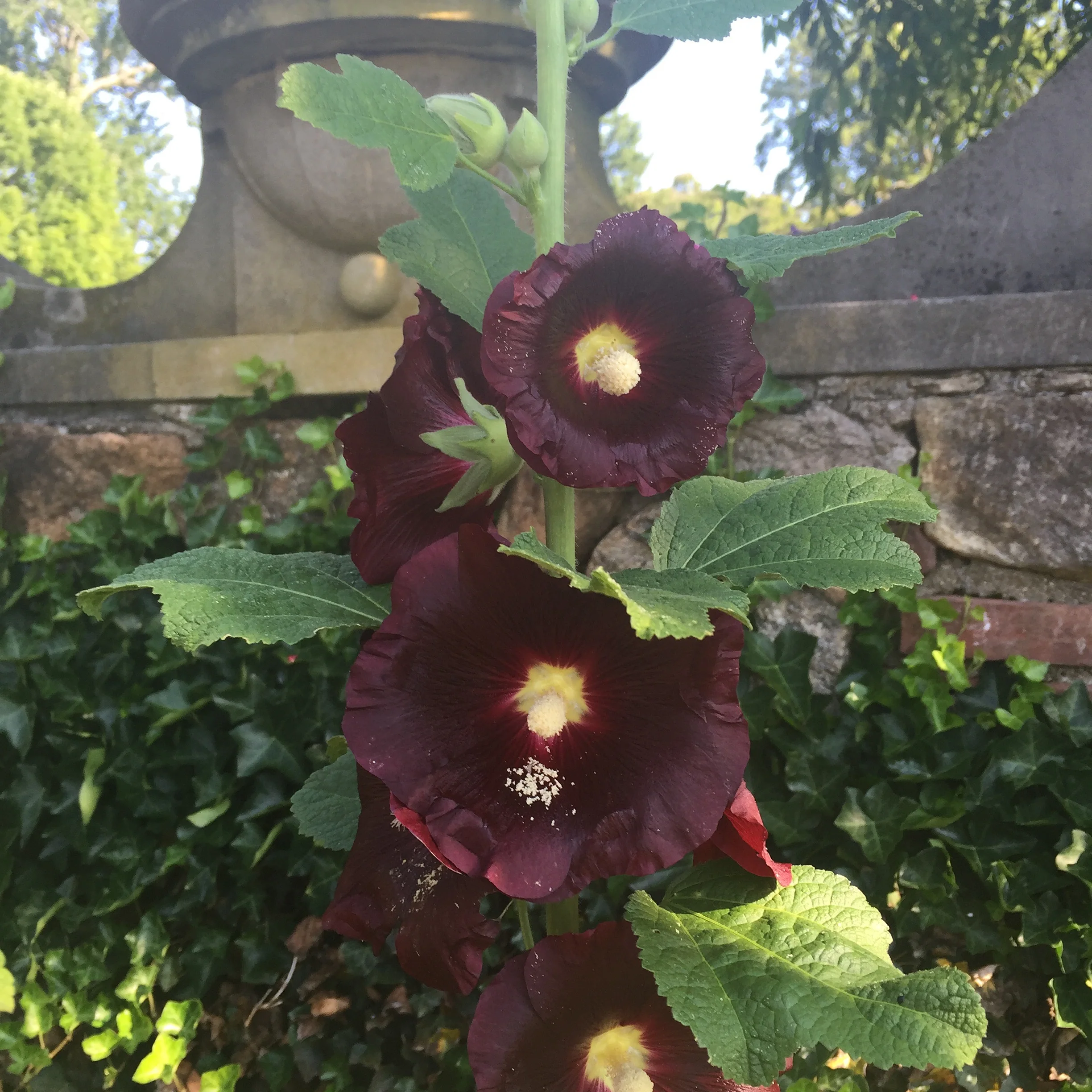 Hollyhock (Alcea Rosa)