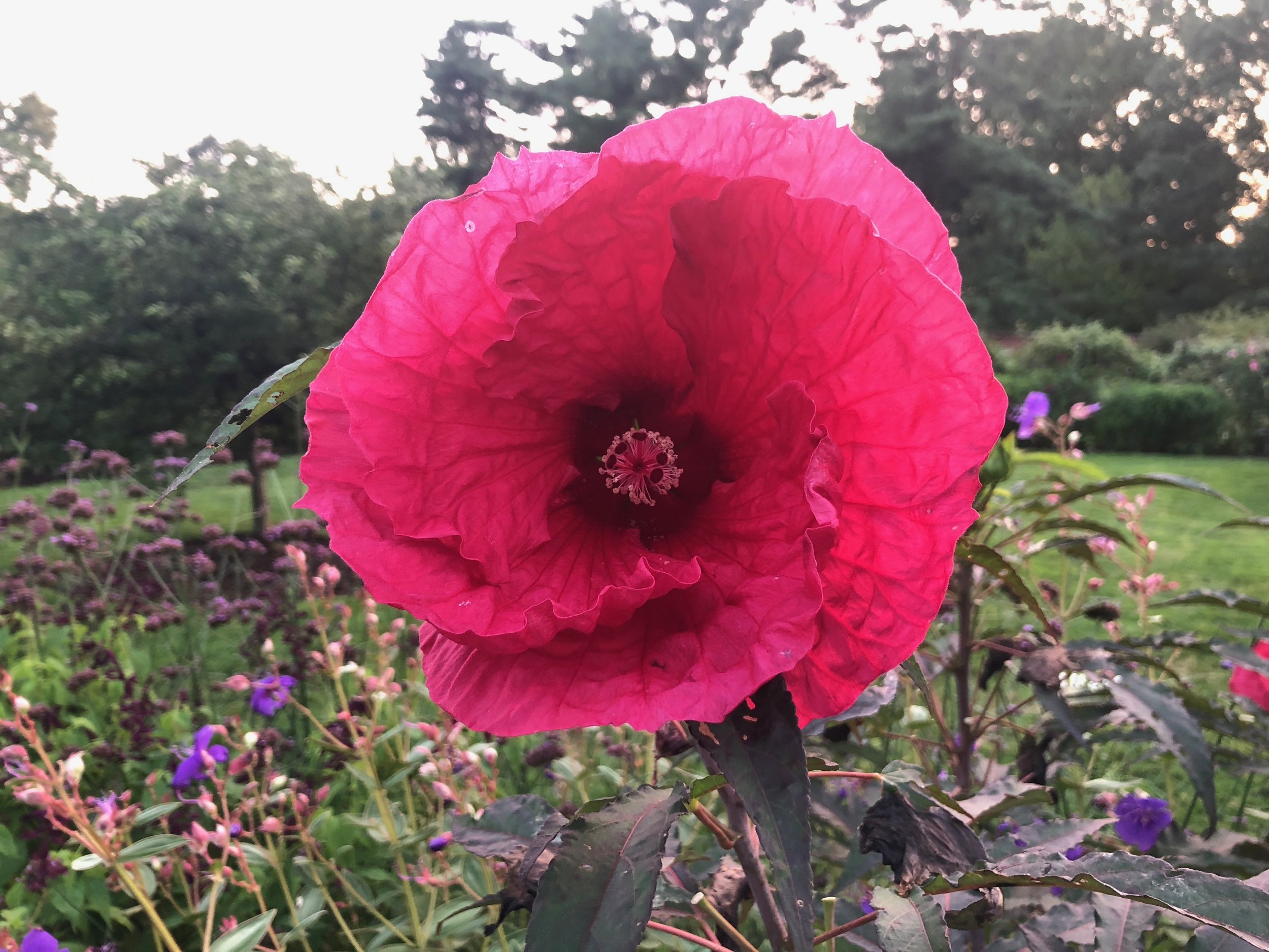 Hibiscus