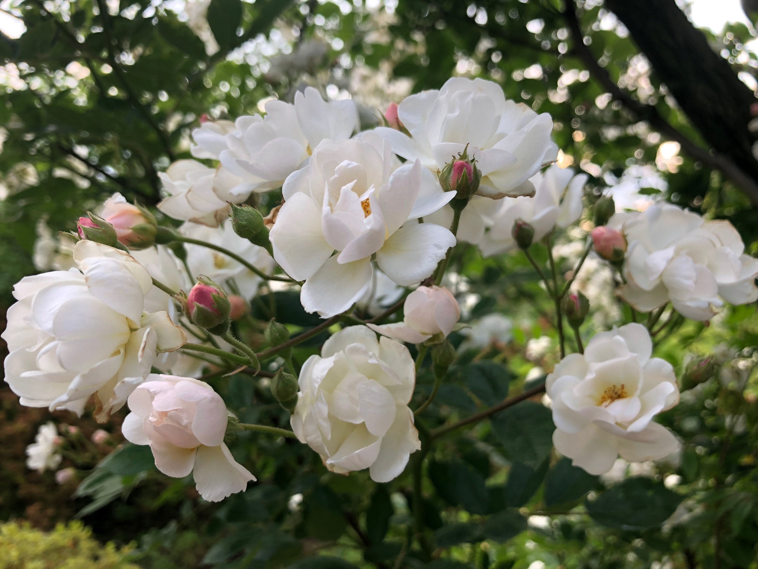 Climbing Rose
