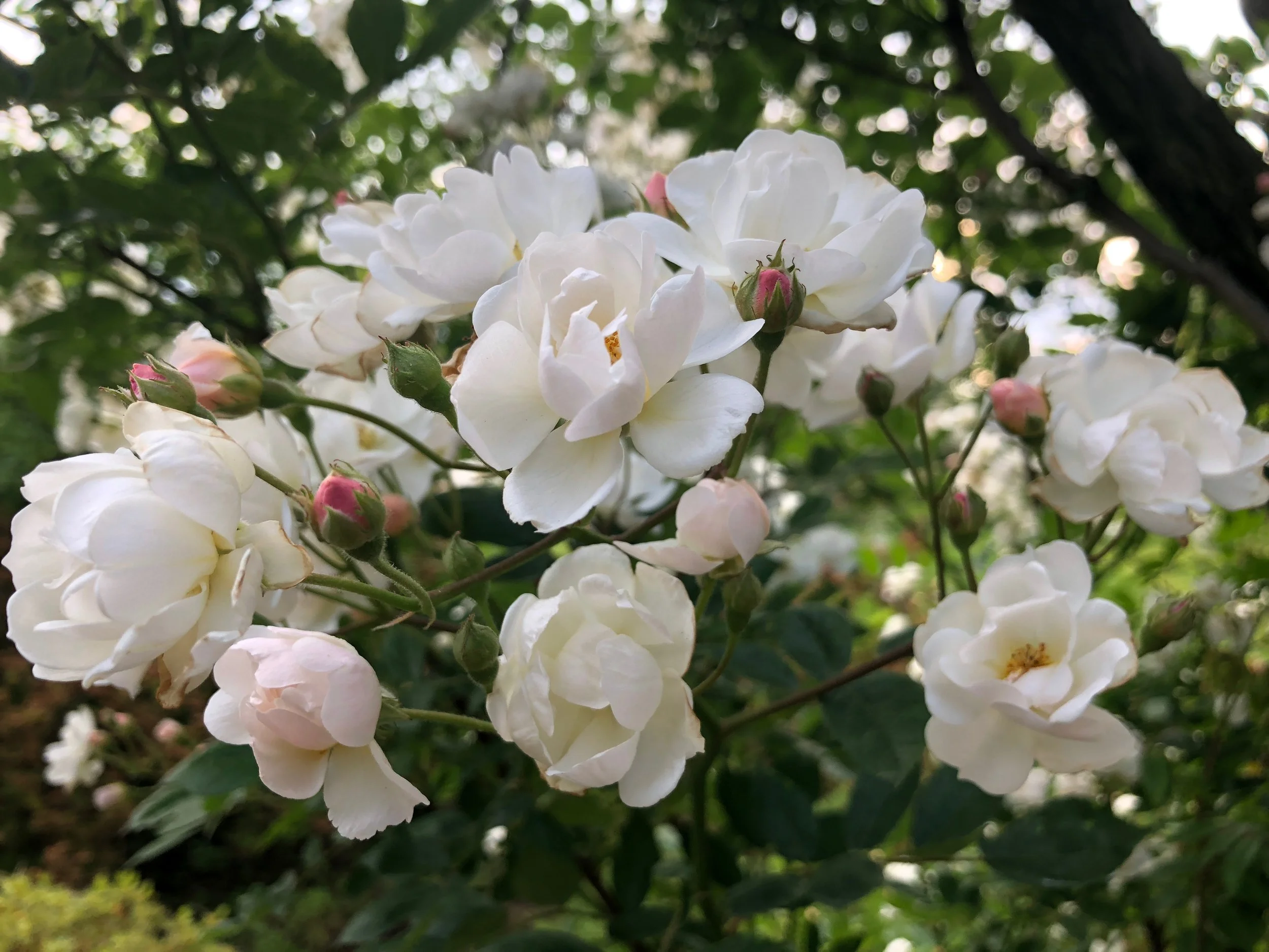 Climbing Rose