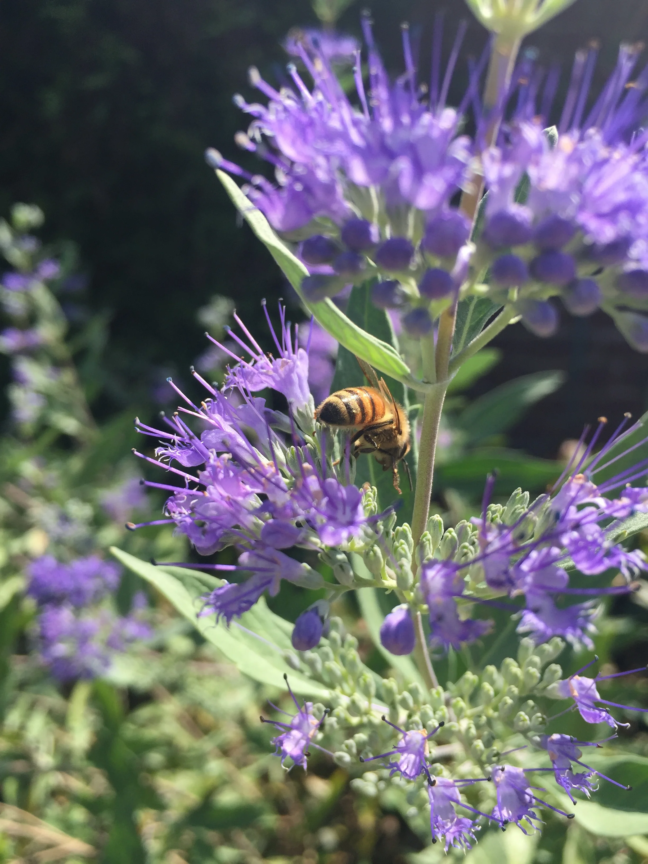 Caryopteris