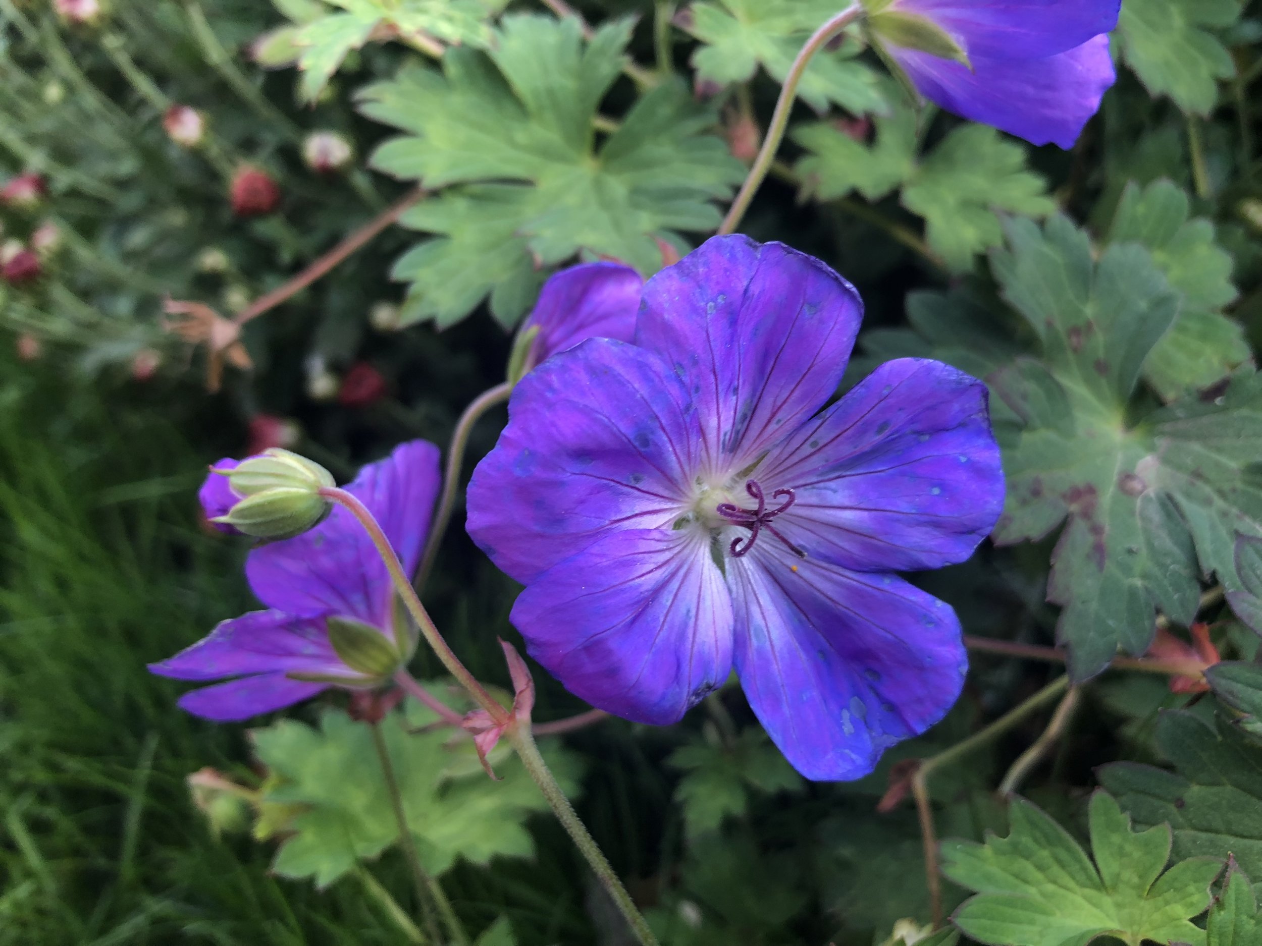 Cranesbill, Hardy Geranium (Geranium)
