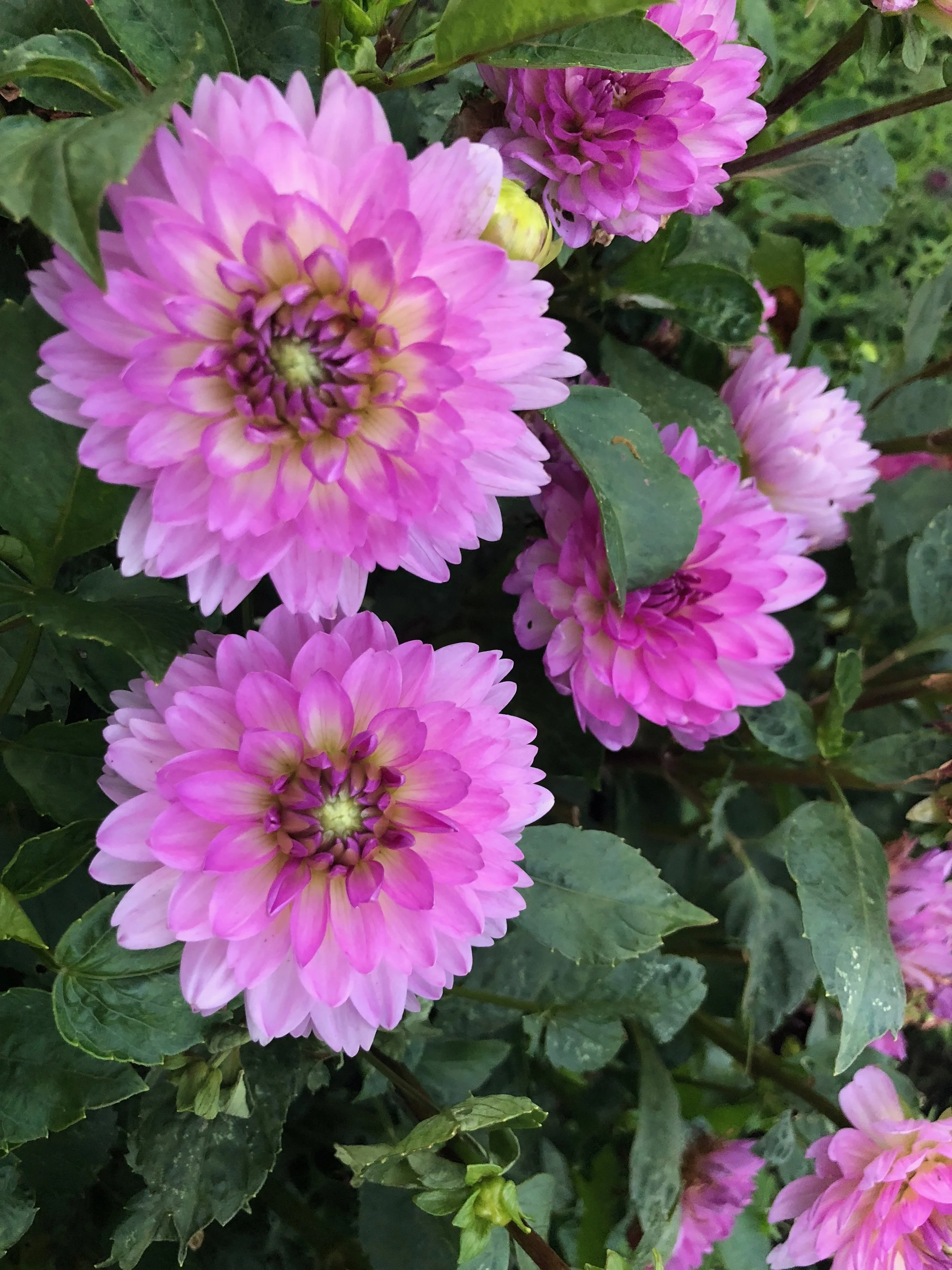 Dahlia